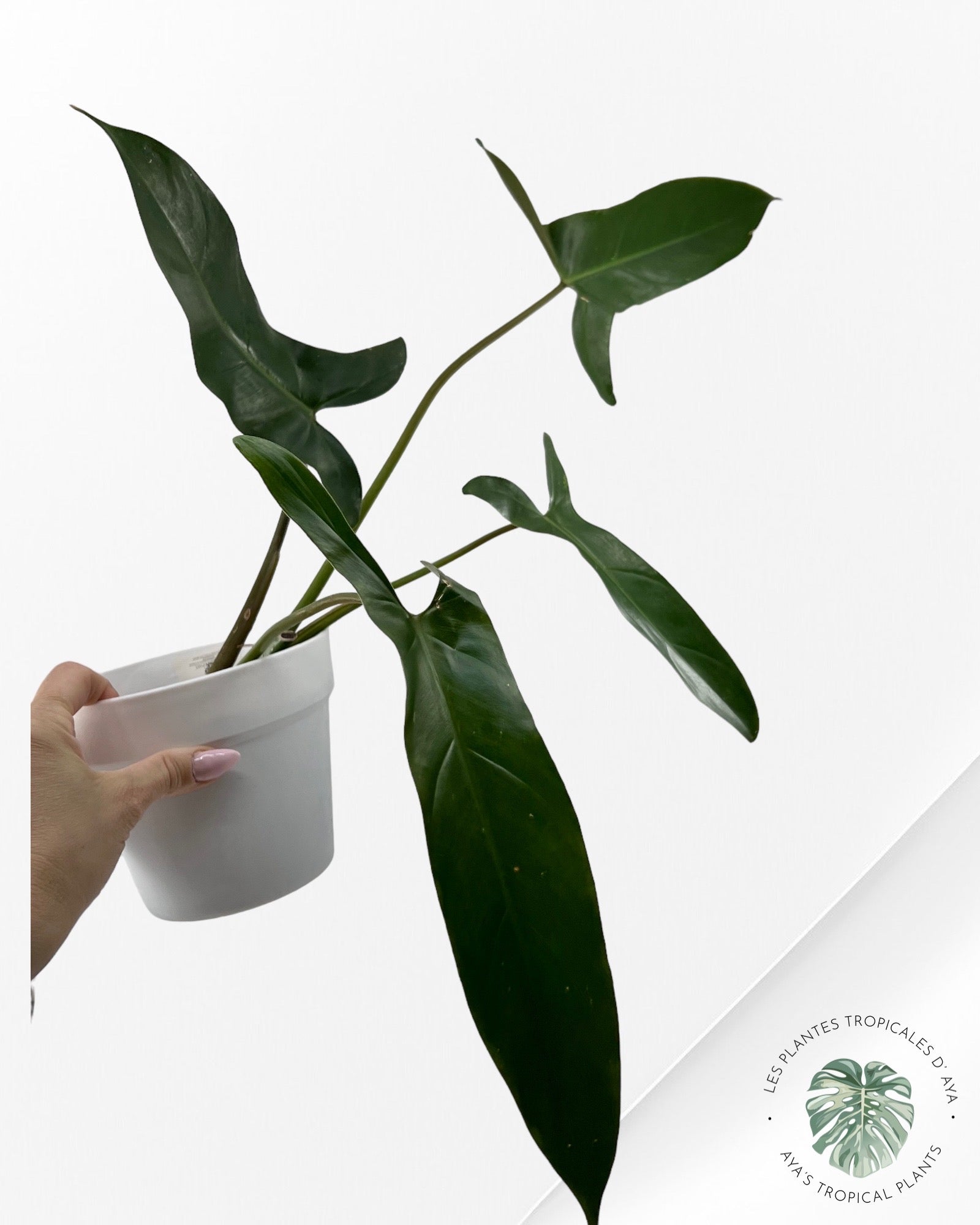 Philodendron Mexicanum-(L)