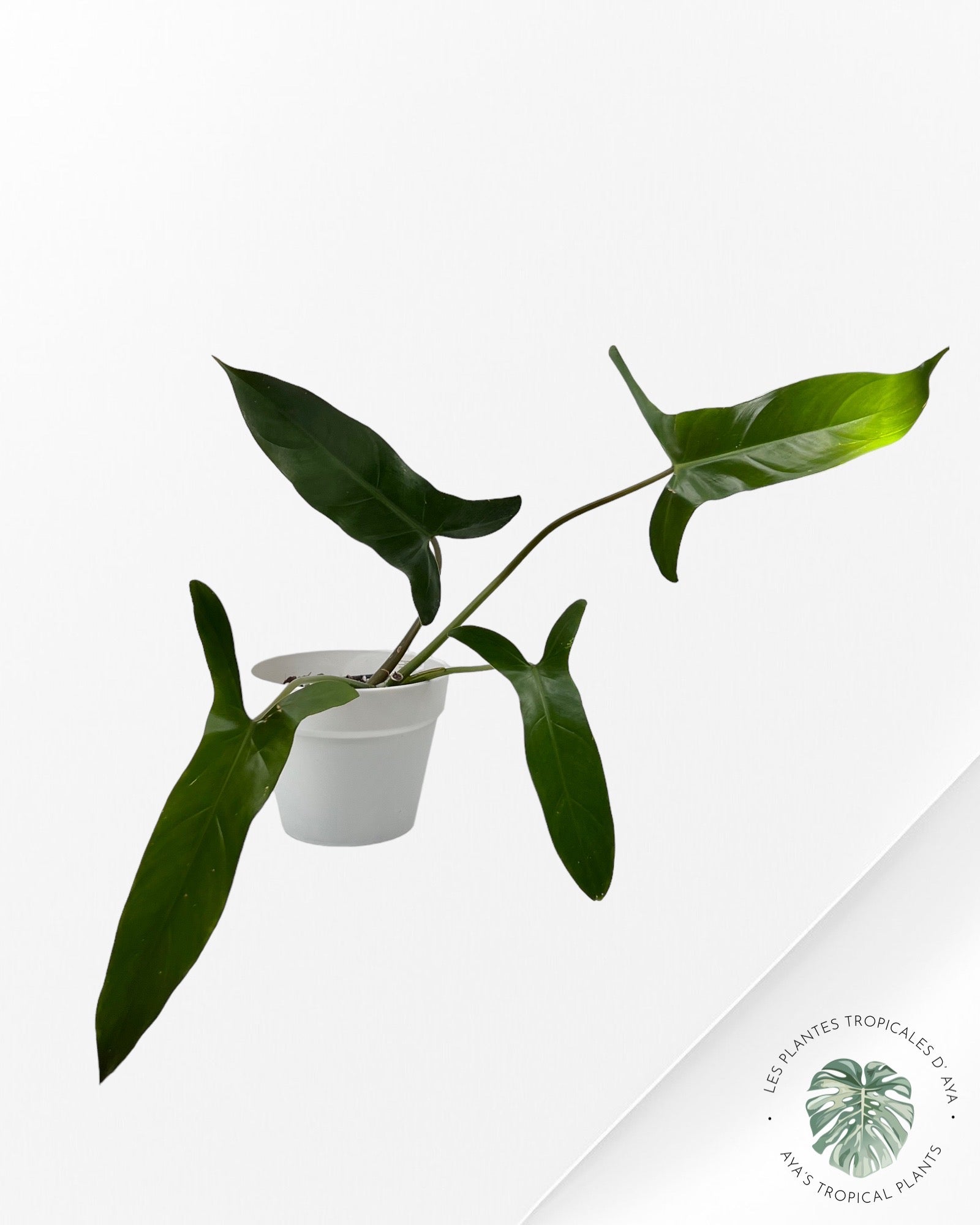 Philodendron Mexicanum-(L)
