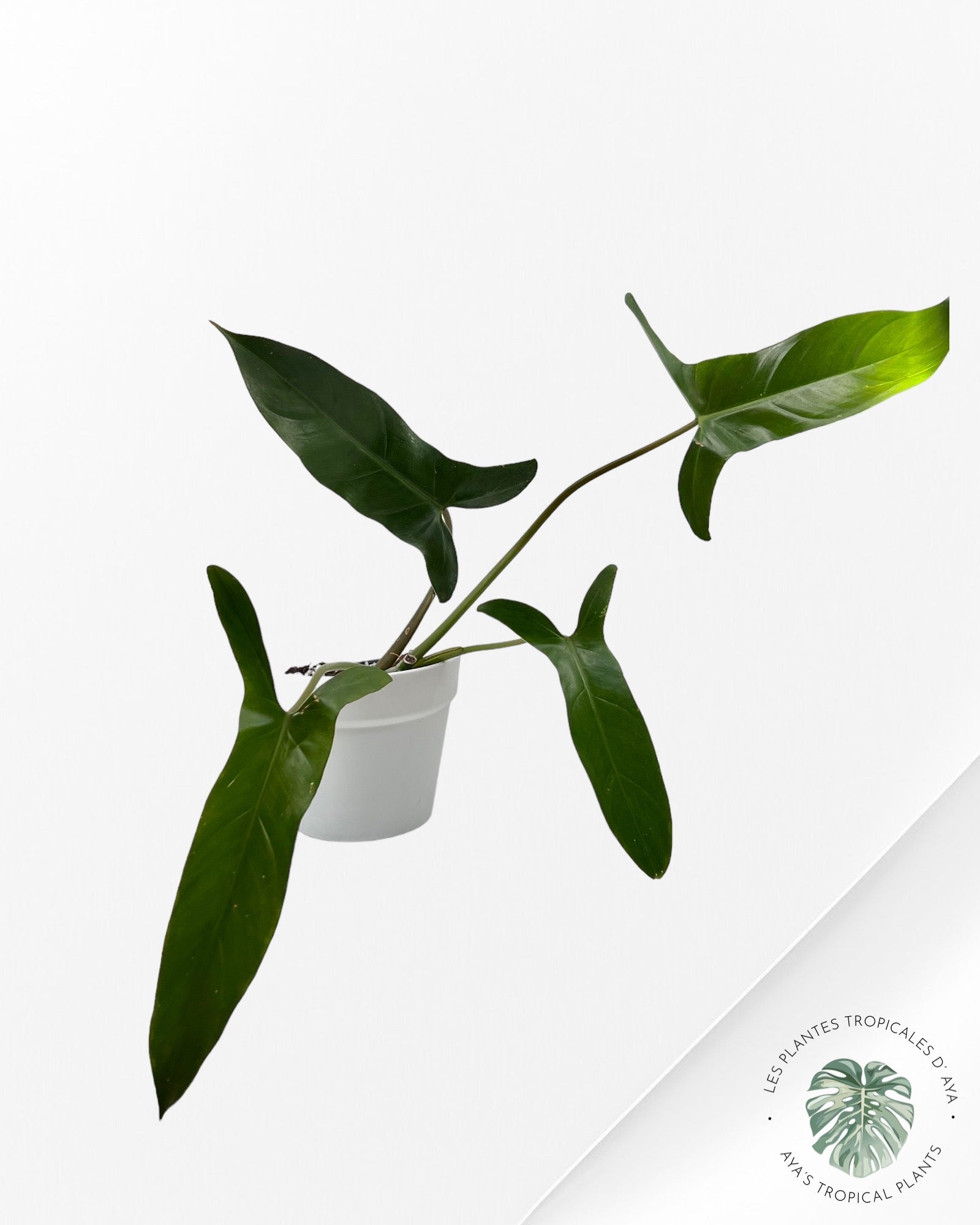 Philodendron Mexicanum-(L)