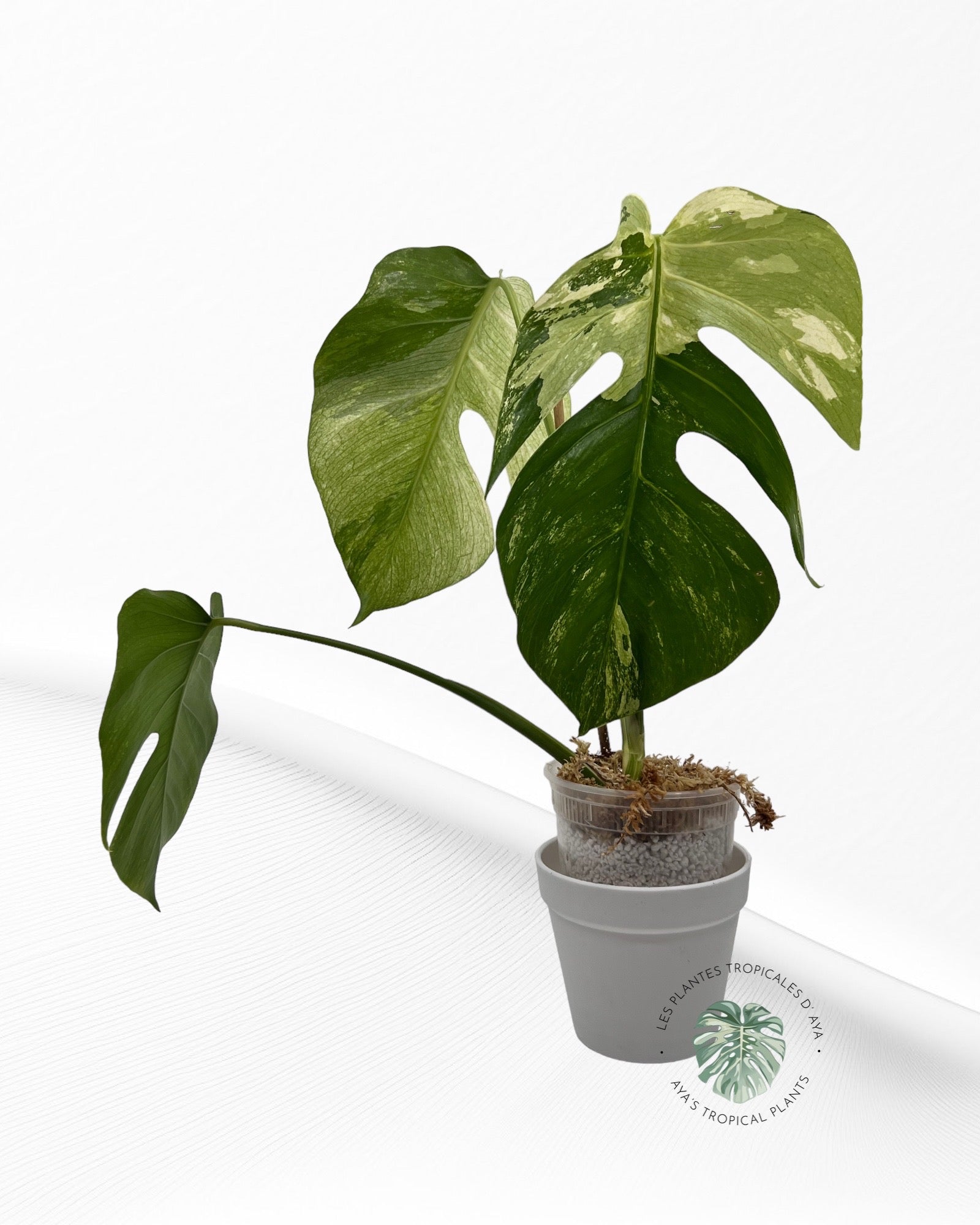 Monstera Deliciosa Mint -A