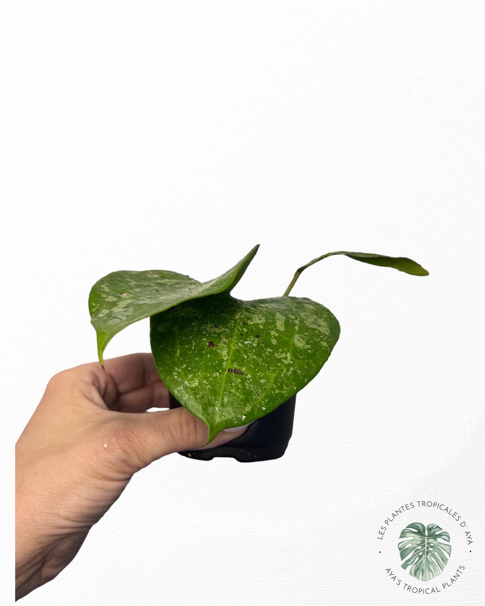 Hoya Latifolia 'Snow Queen'-5