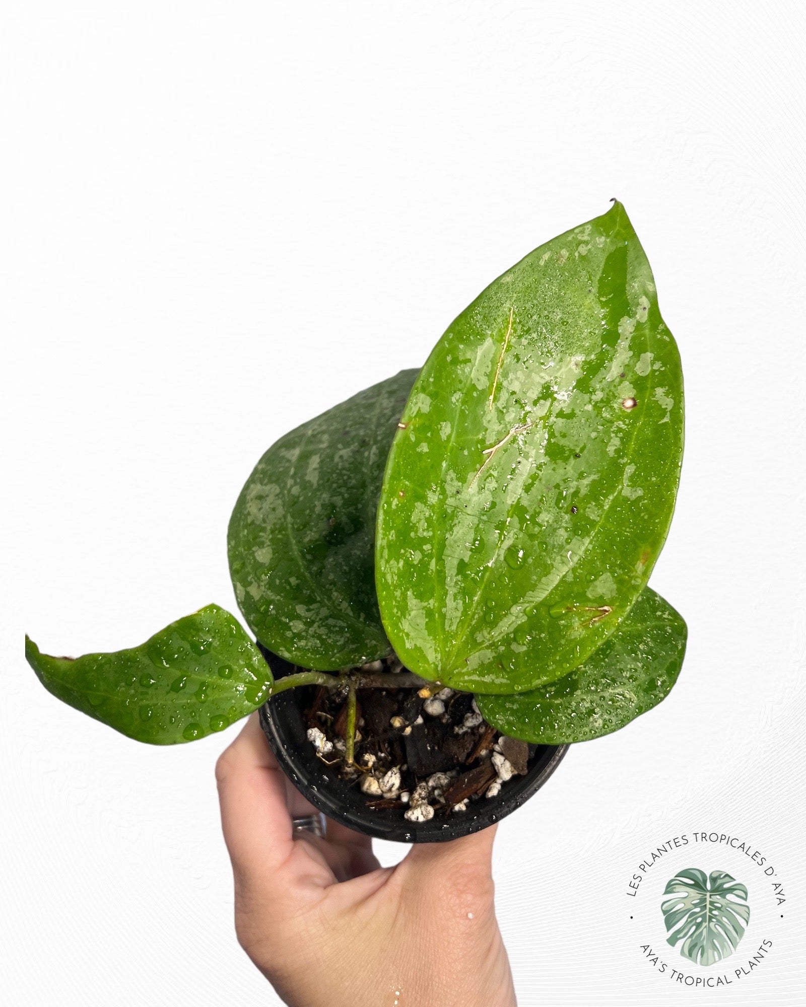 Hoya Latifolia 'Snow Queen'-5