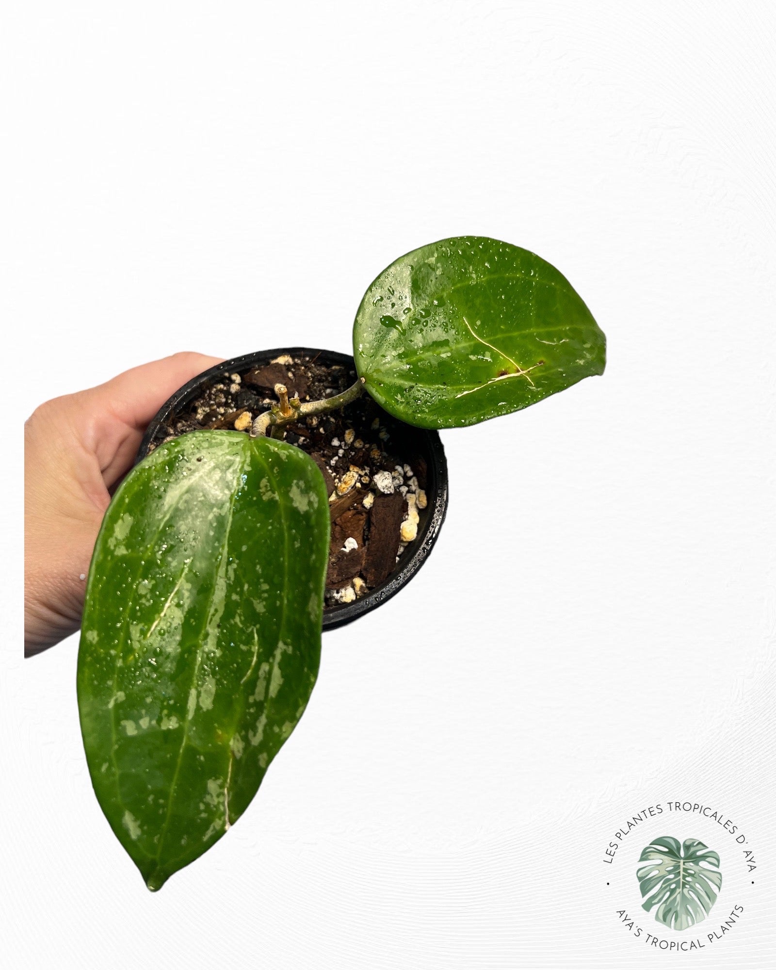Hoya Latifolia 'Snow Queen-6
