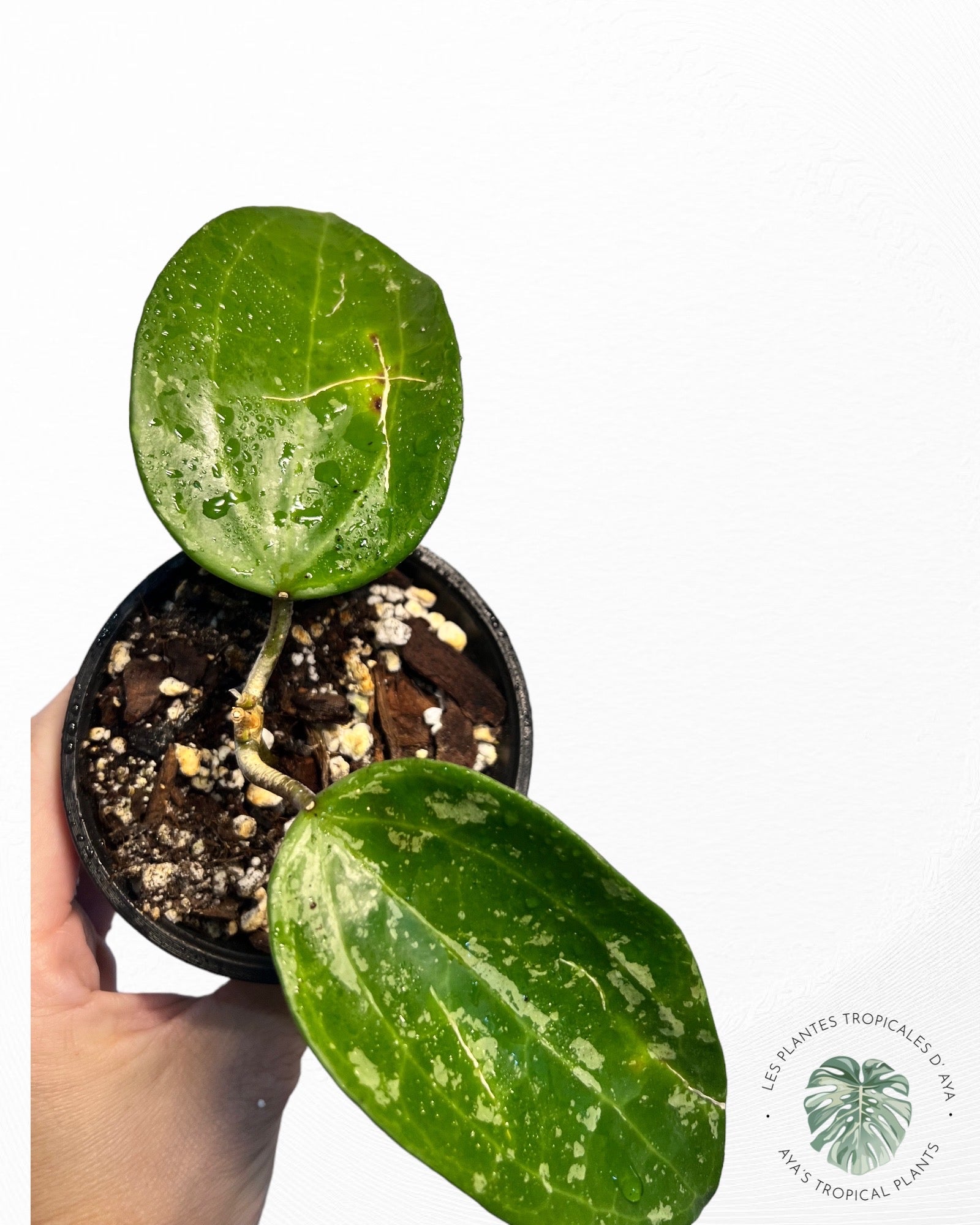 Hoya Latifolia 'Snow Queen-6