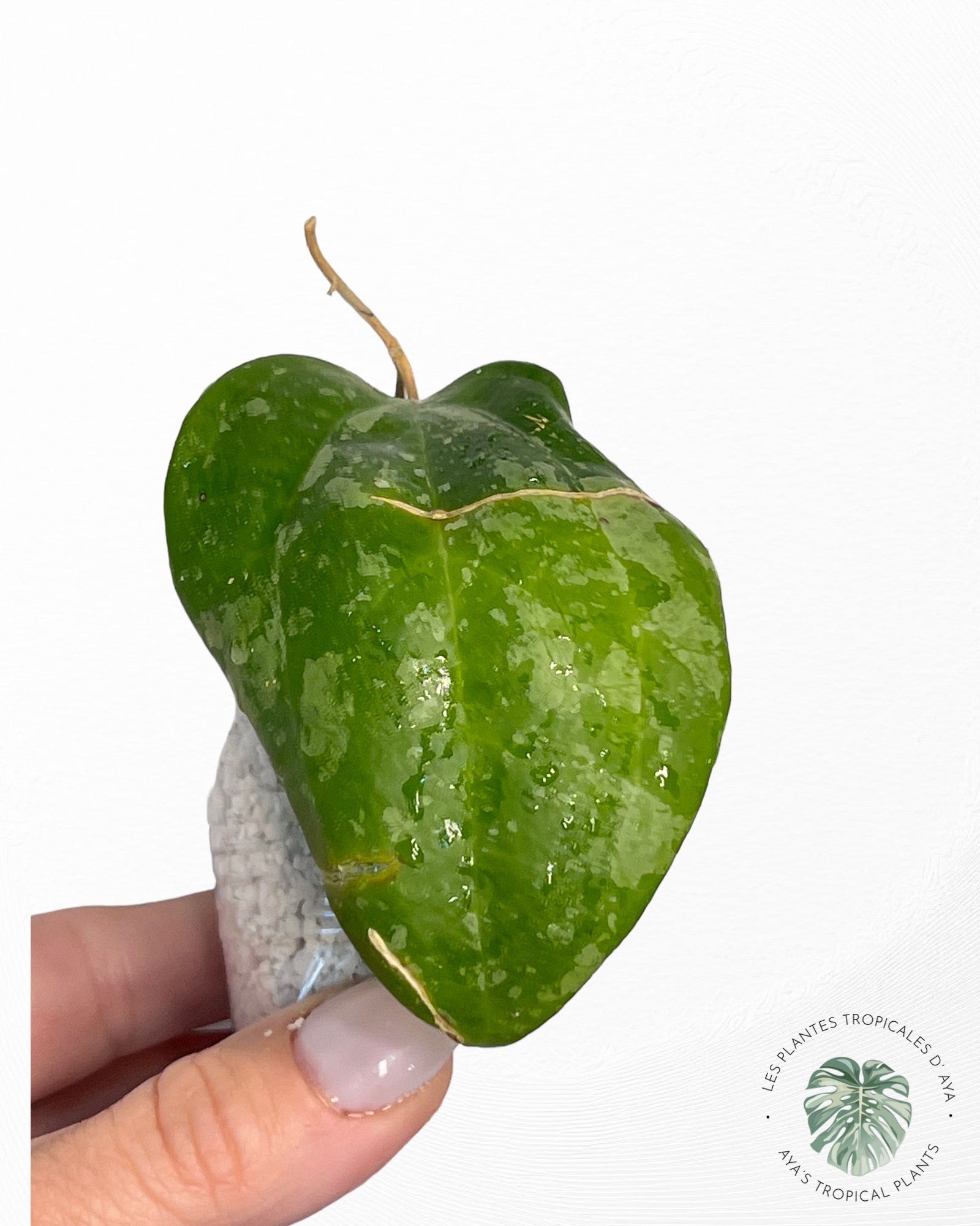 Hoya Latifolia 'Snow Queen'-1