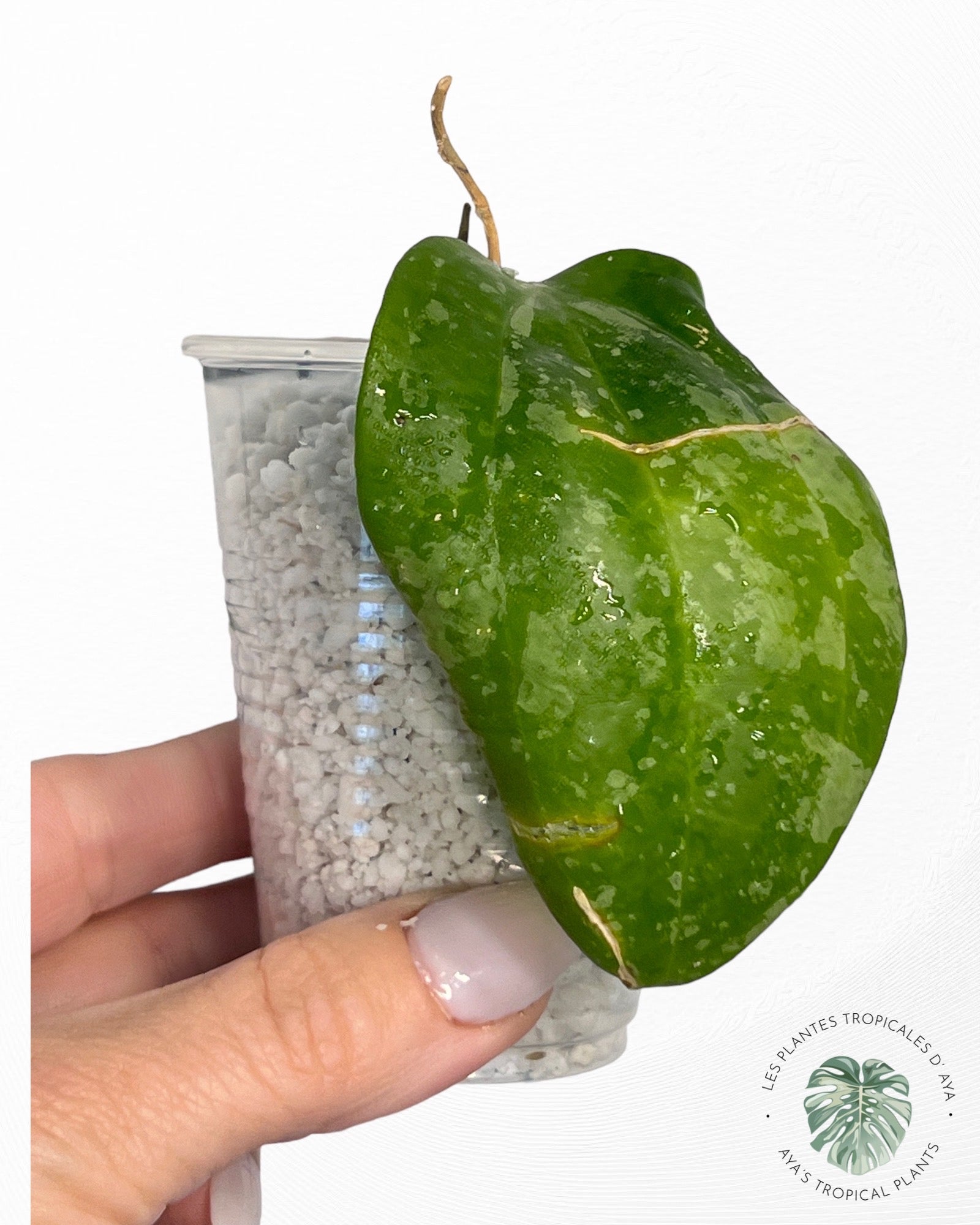 Hoya Latifolia 'Snow Queen'-1