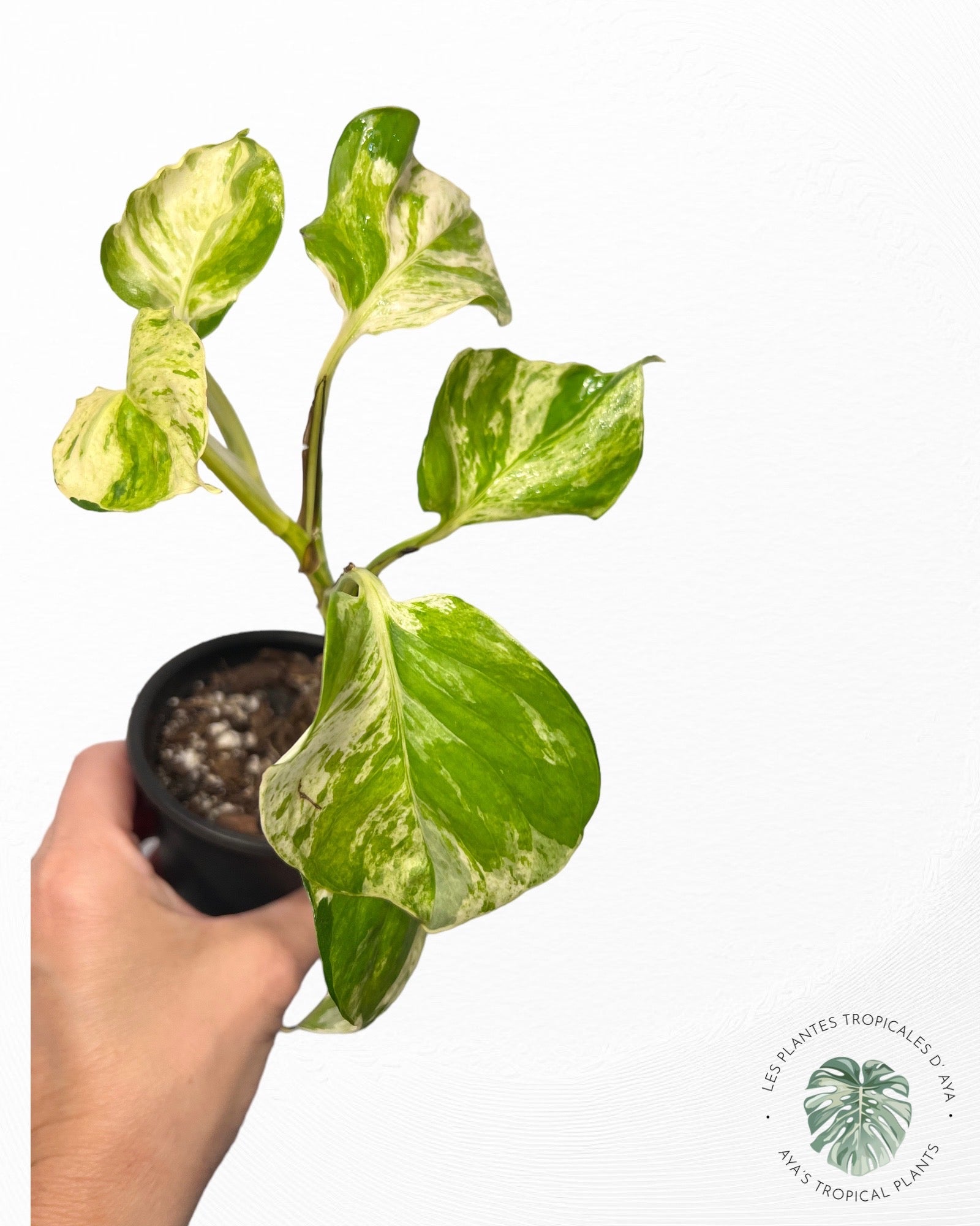Epipremnum Manjula-PO08