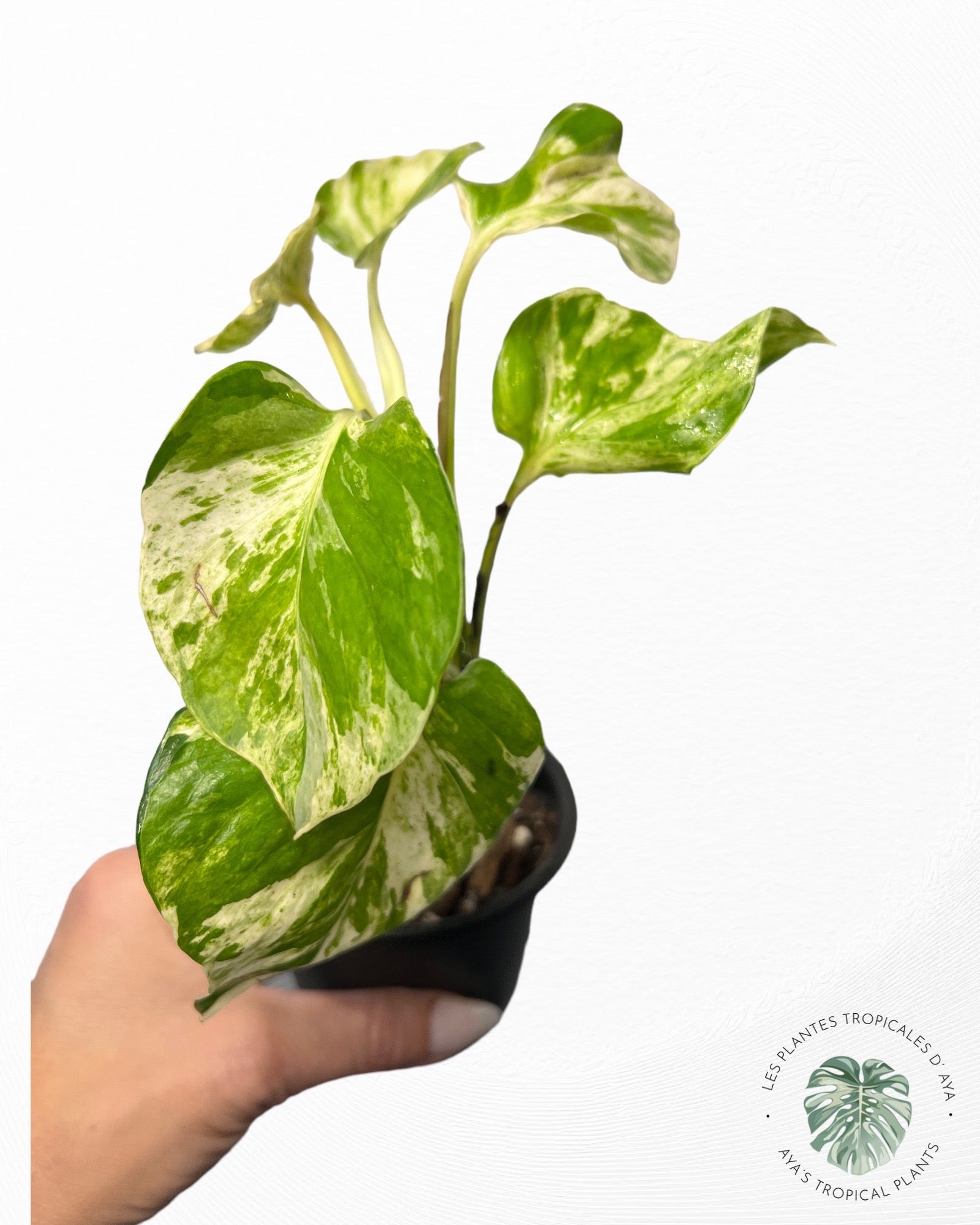 Epipremnum Manjula-PO08