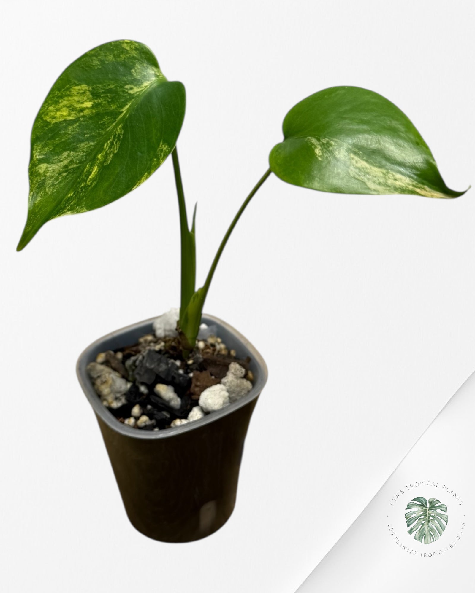 Monstera Aurea | Plante rare cultivée en culture tropicale | Plantes tropicales d'Aya