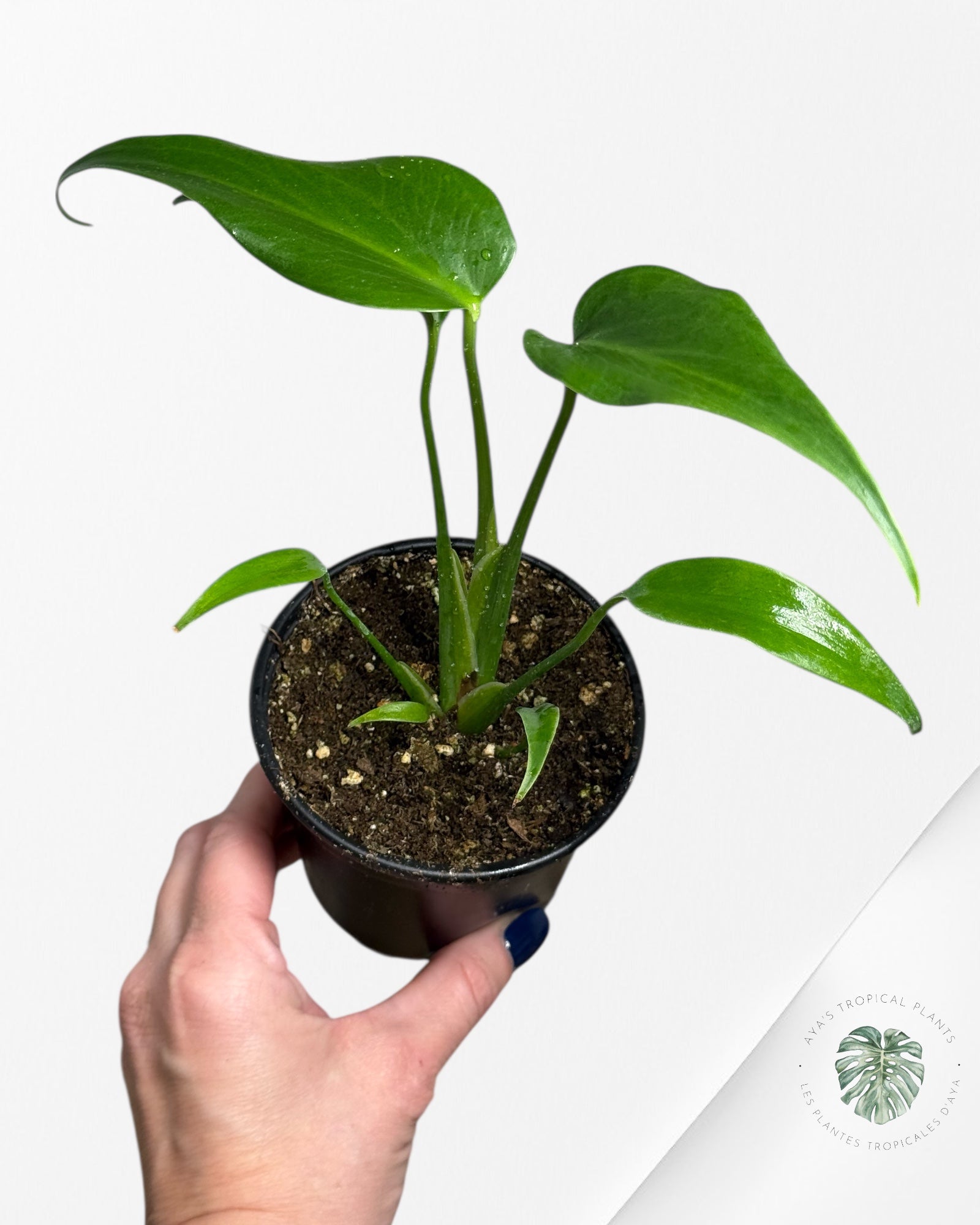 Monstera Burle Marx Flame | Rare Aroid | Aya’s tropical plants