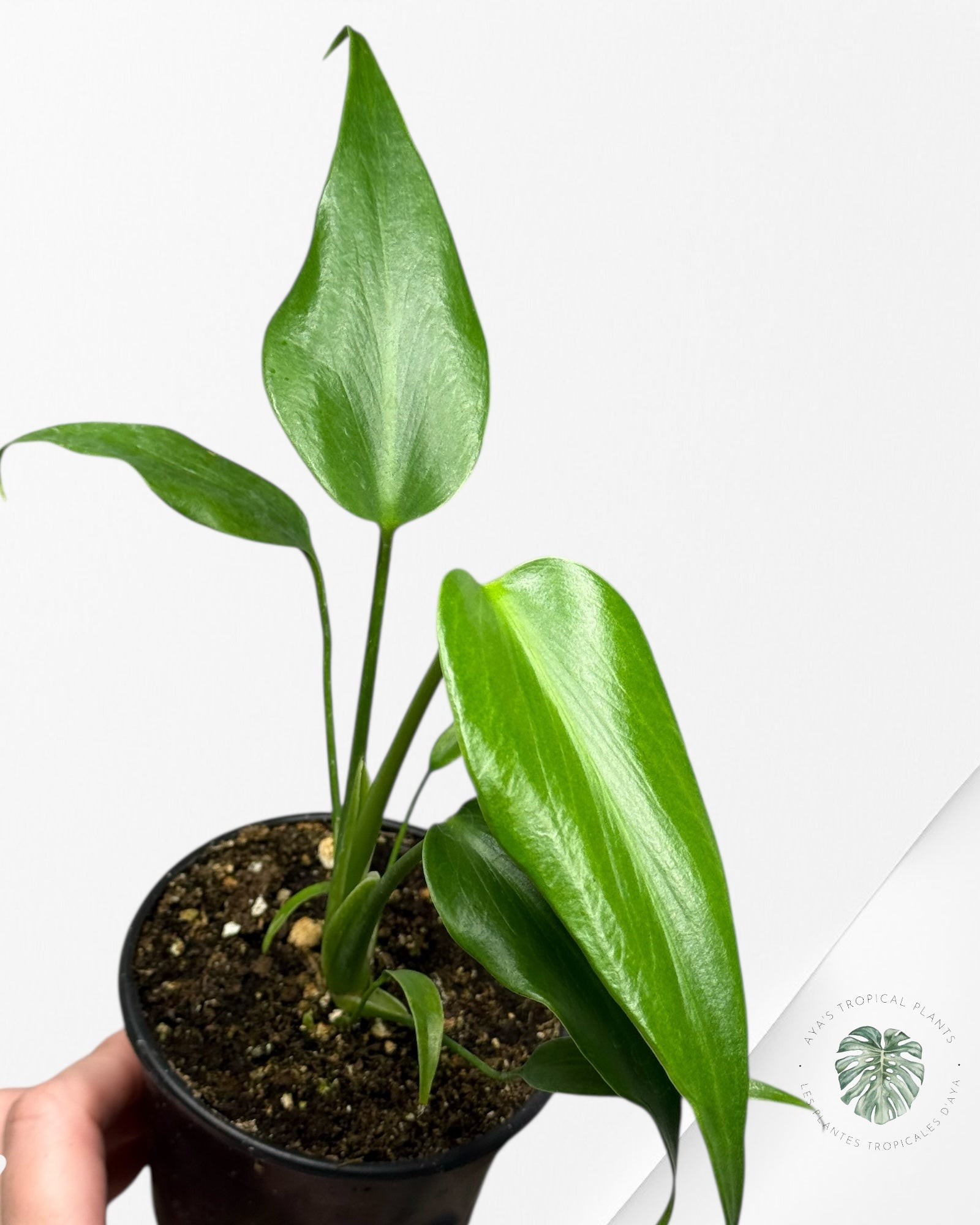 Monstera Burle Marx Flame | Rare Aroid | Aya’s tropical plants