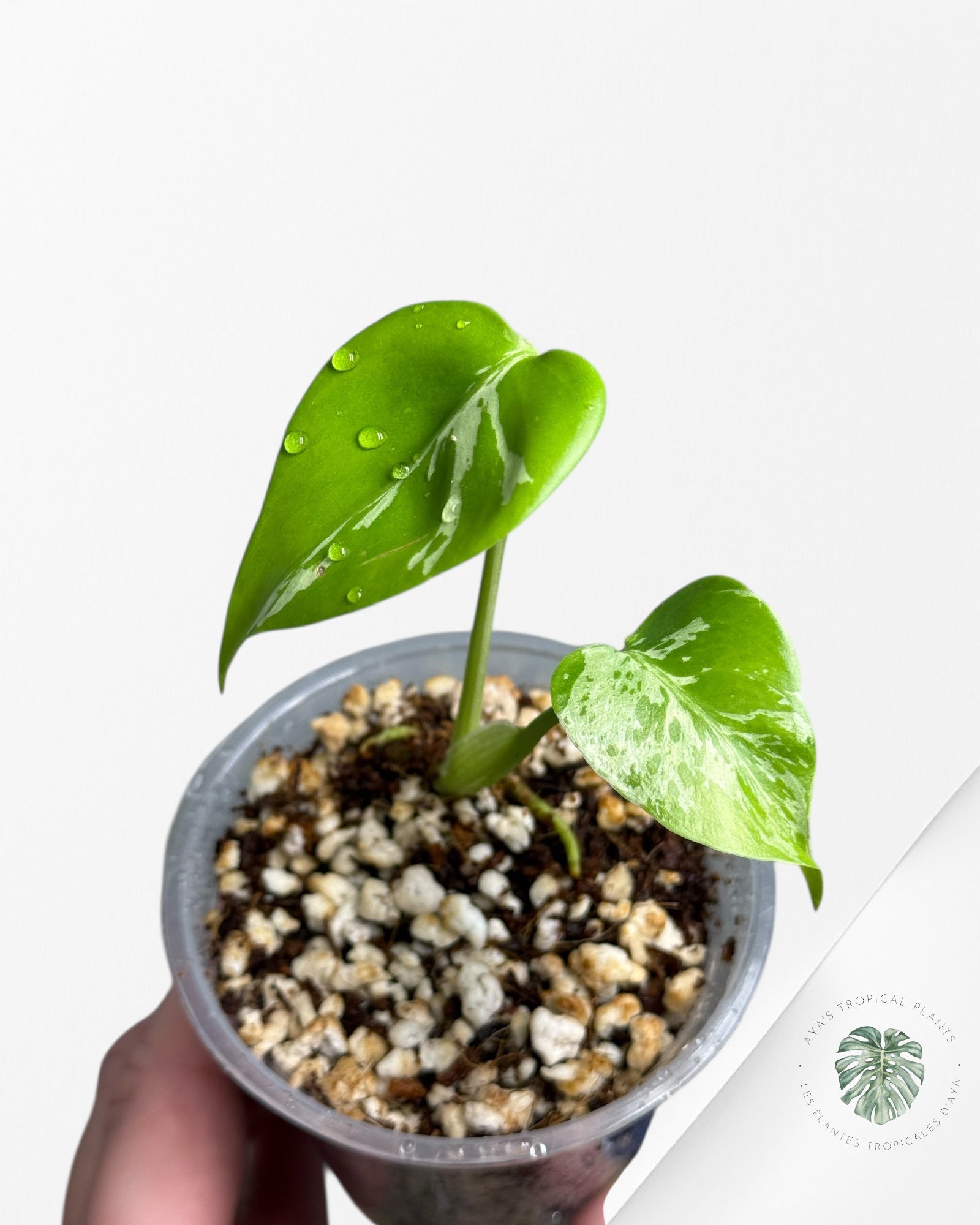 Monstera Deliciosa Bulbasaur |Rare TC Plant | Aya's Tropical Plants