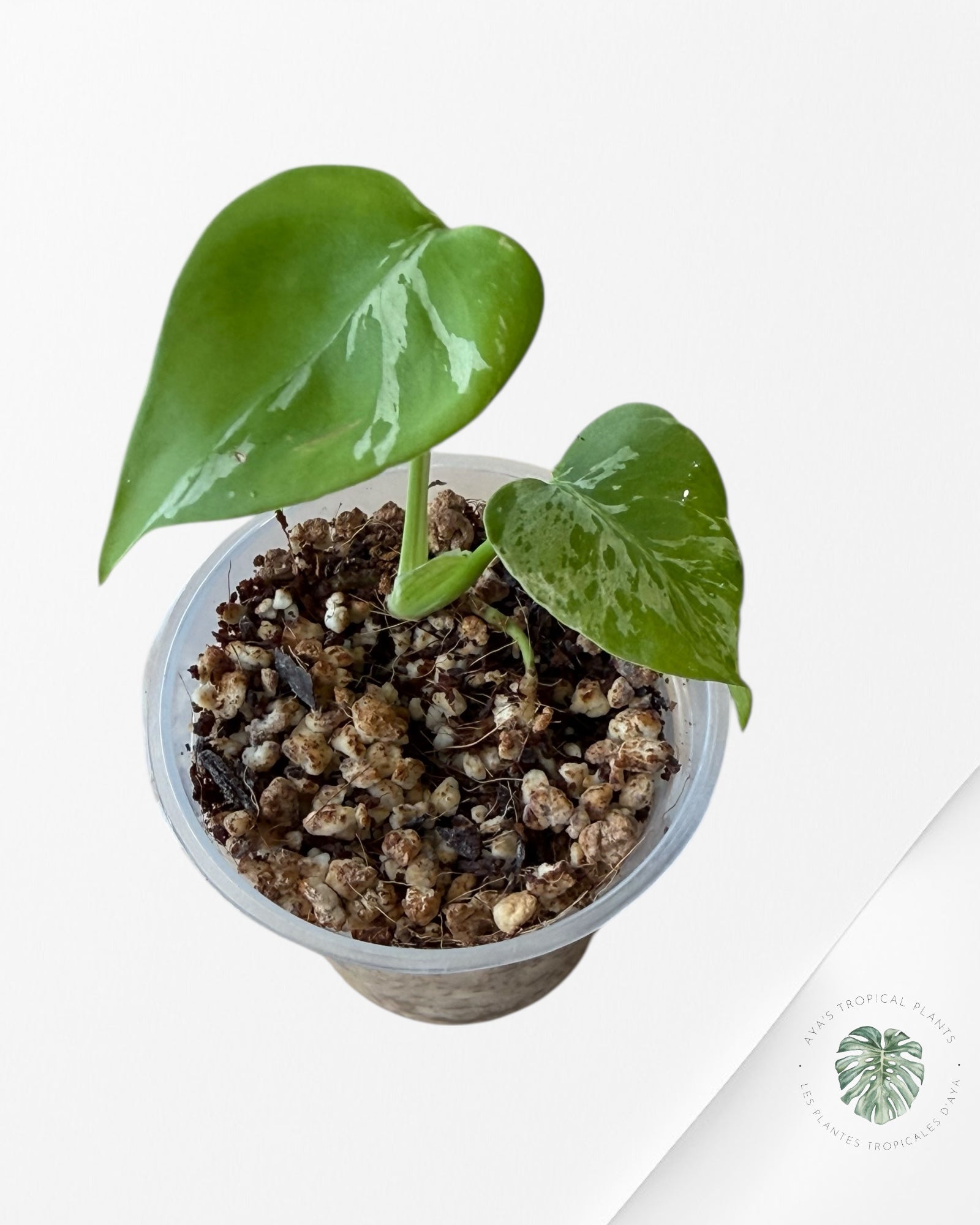 Monstera Deliciosa Bulbasaur | Rare TC Plant| Aya's Tropical Plants