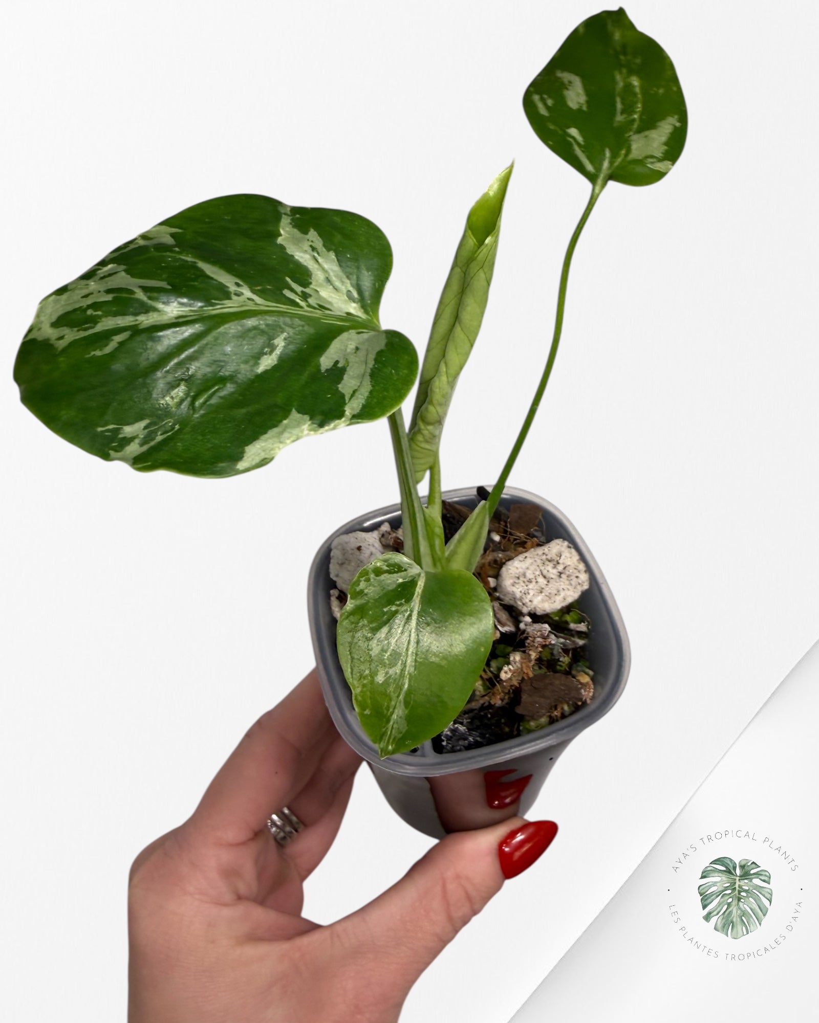 Monstera Deliciosa Bulbasaur