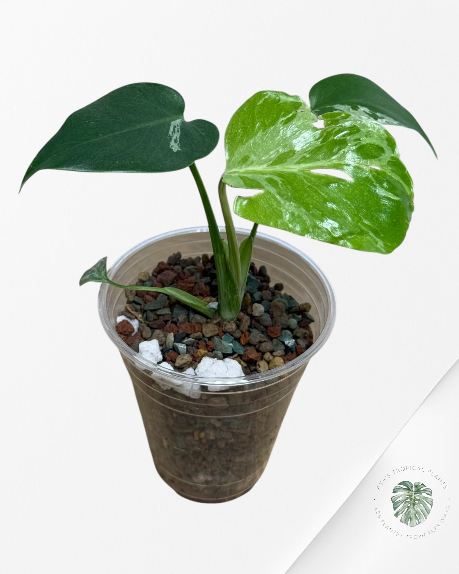 Monstera Deliciosa Bulbasaur