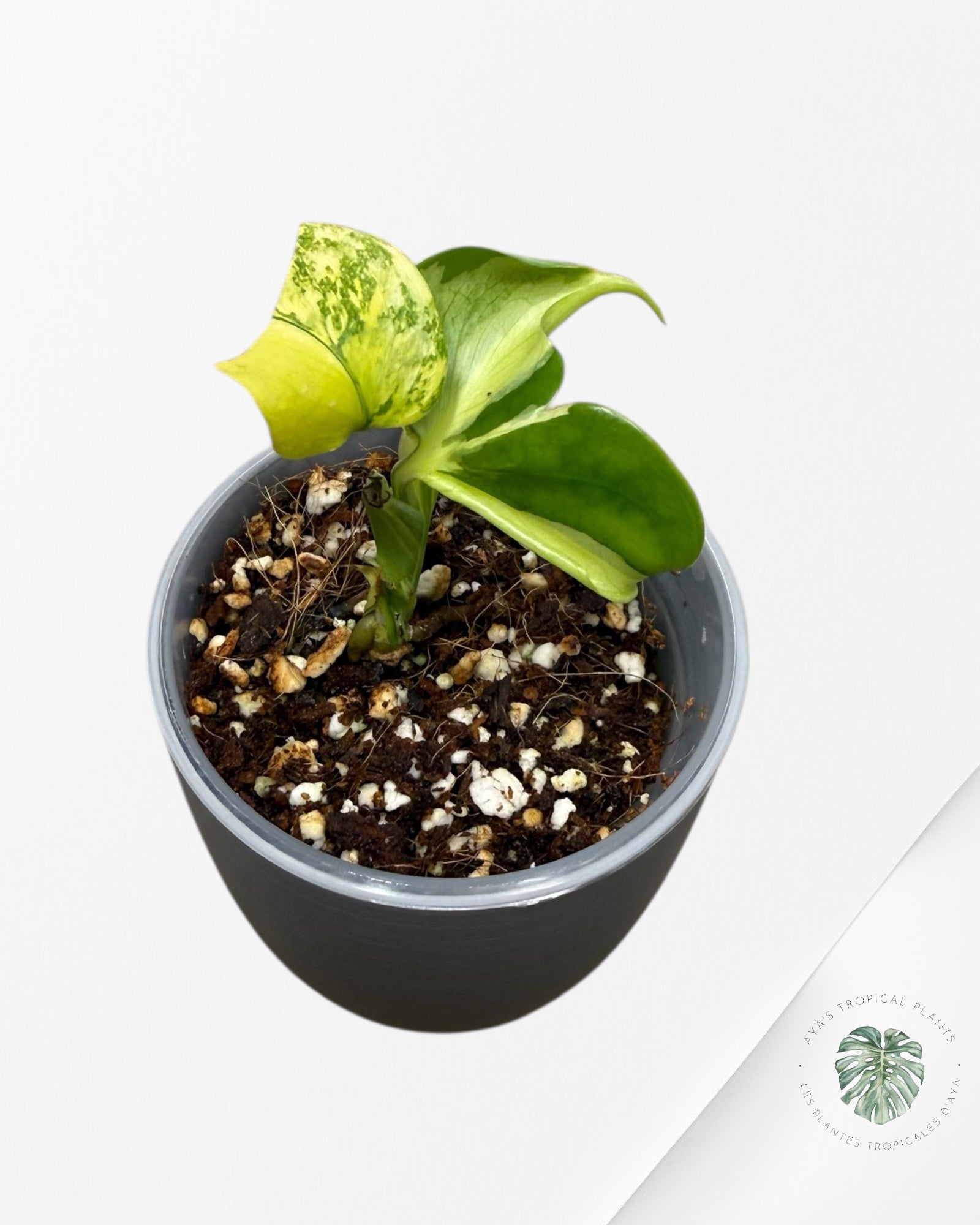 Monstera Deliciosa Electrolyte