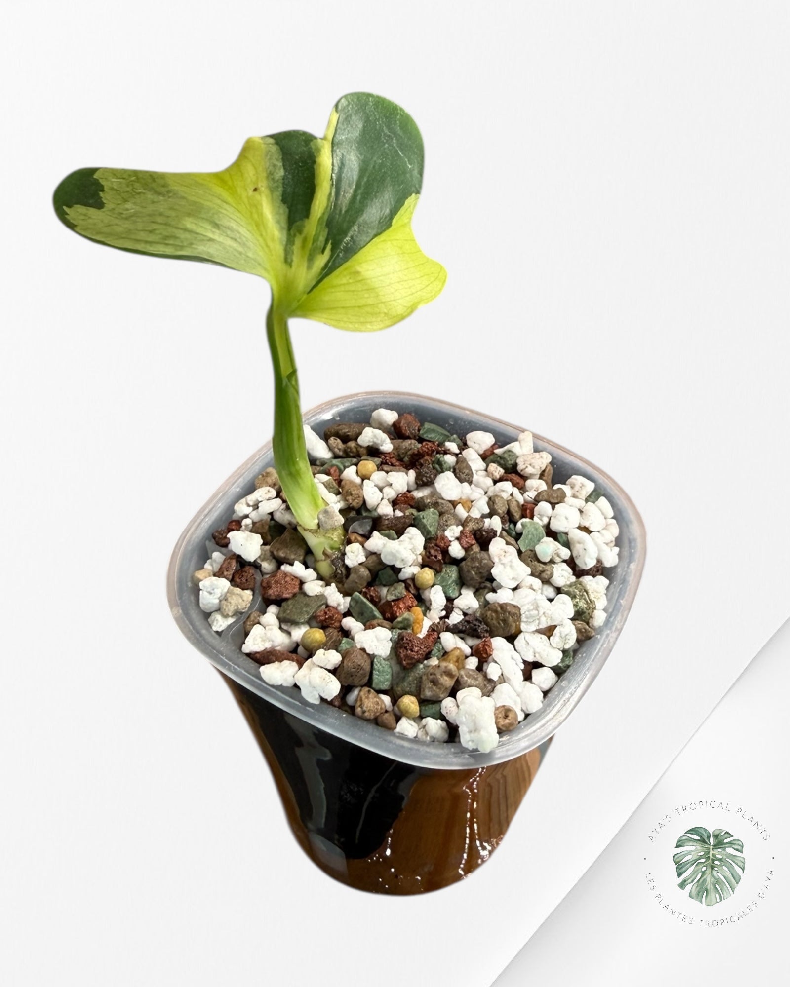 Monstera Deliciosa Electrolyte