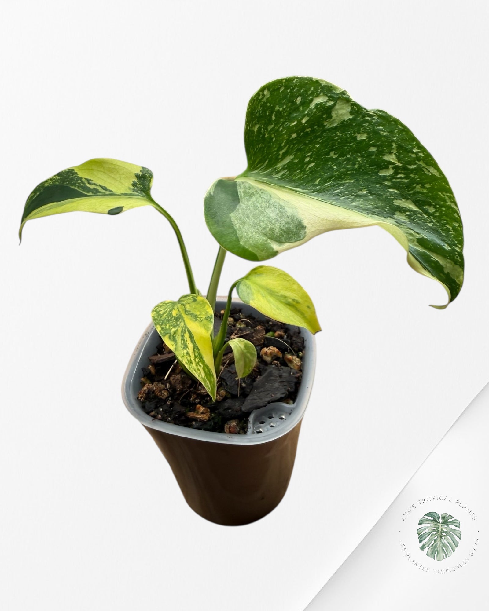 Monstera Deliciosa Electrolyte