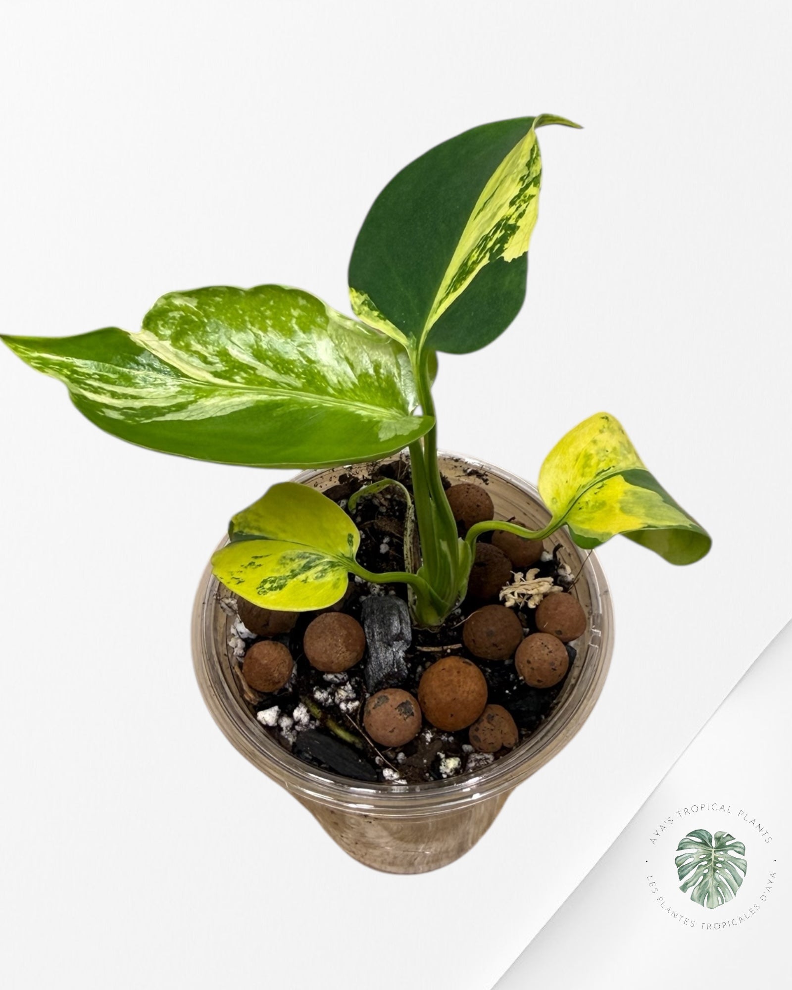 Monstera Deliciosa Electrolyte