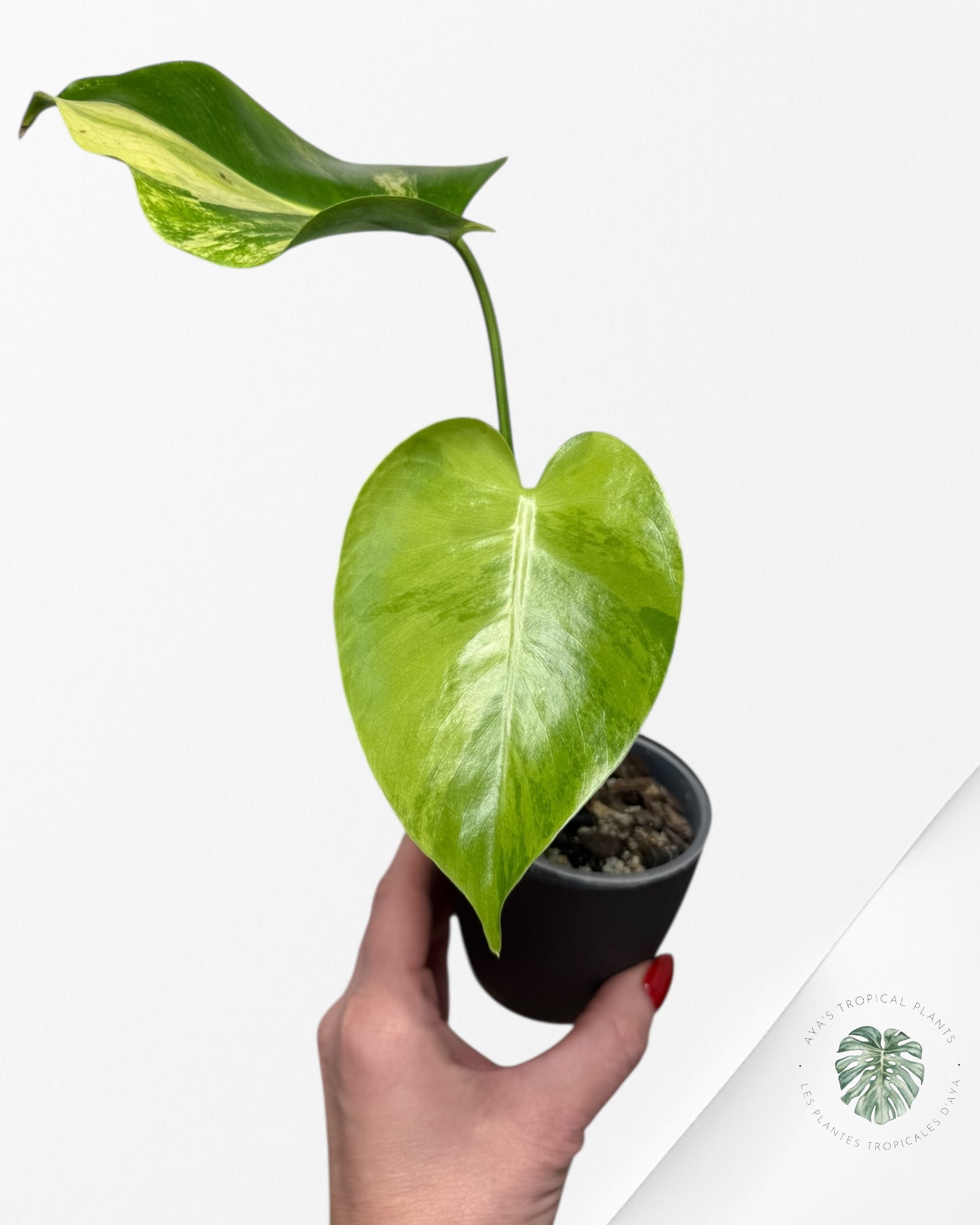 Monstera Deliciosa Pom Pom