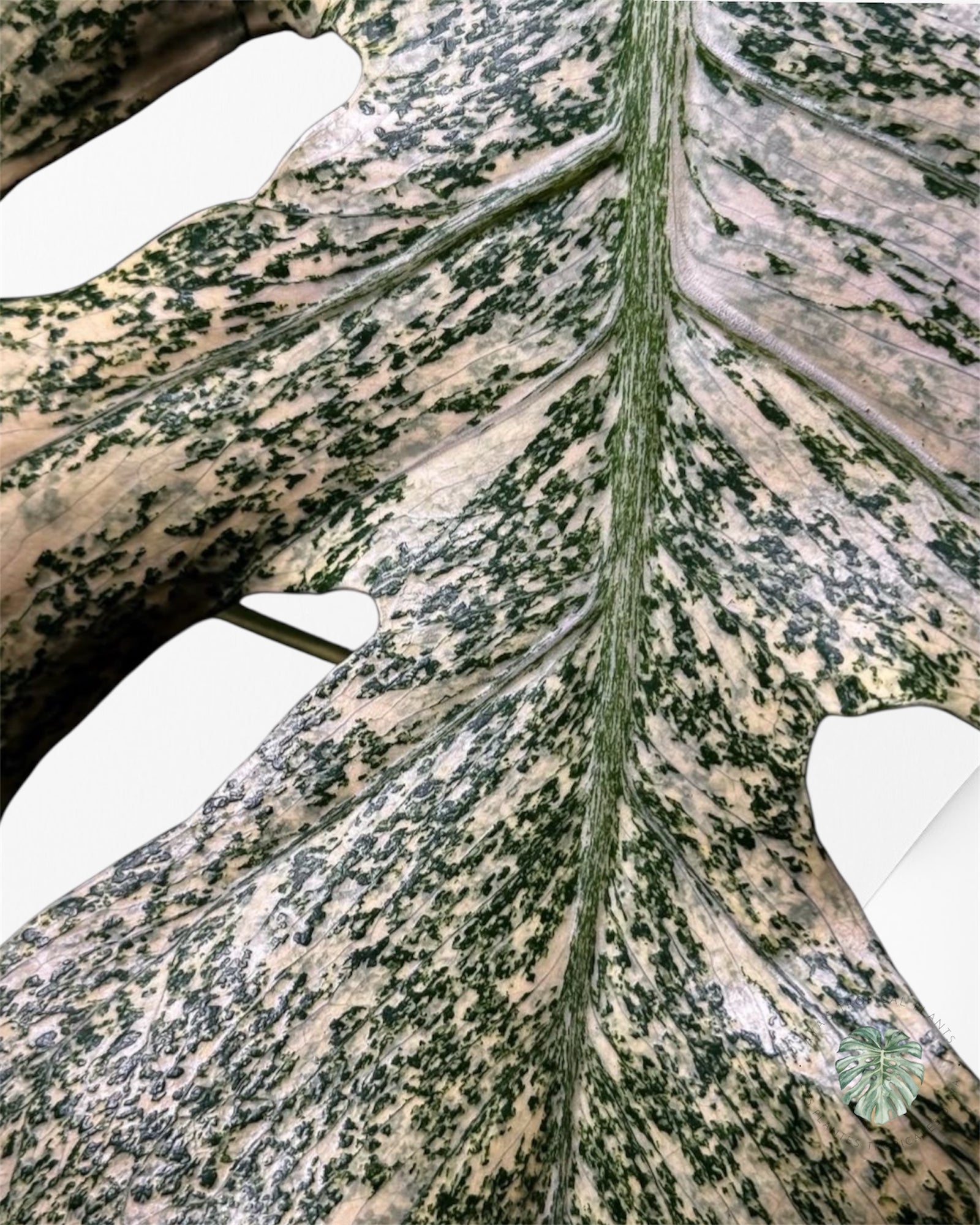 Monstera Deliciosa “Starlight”