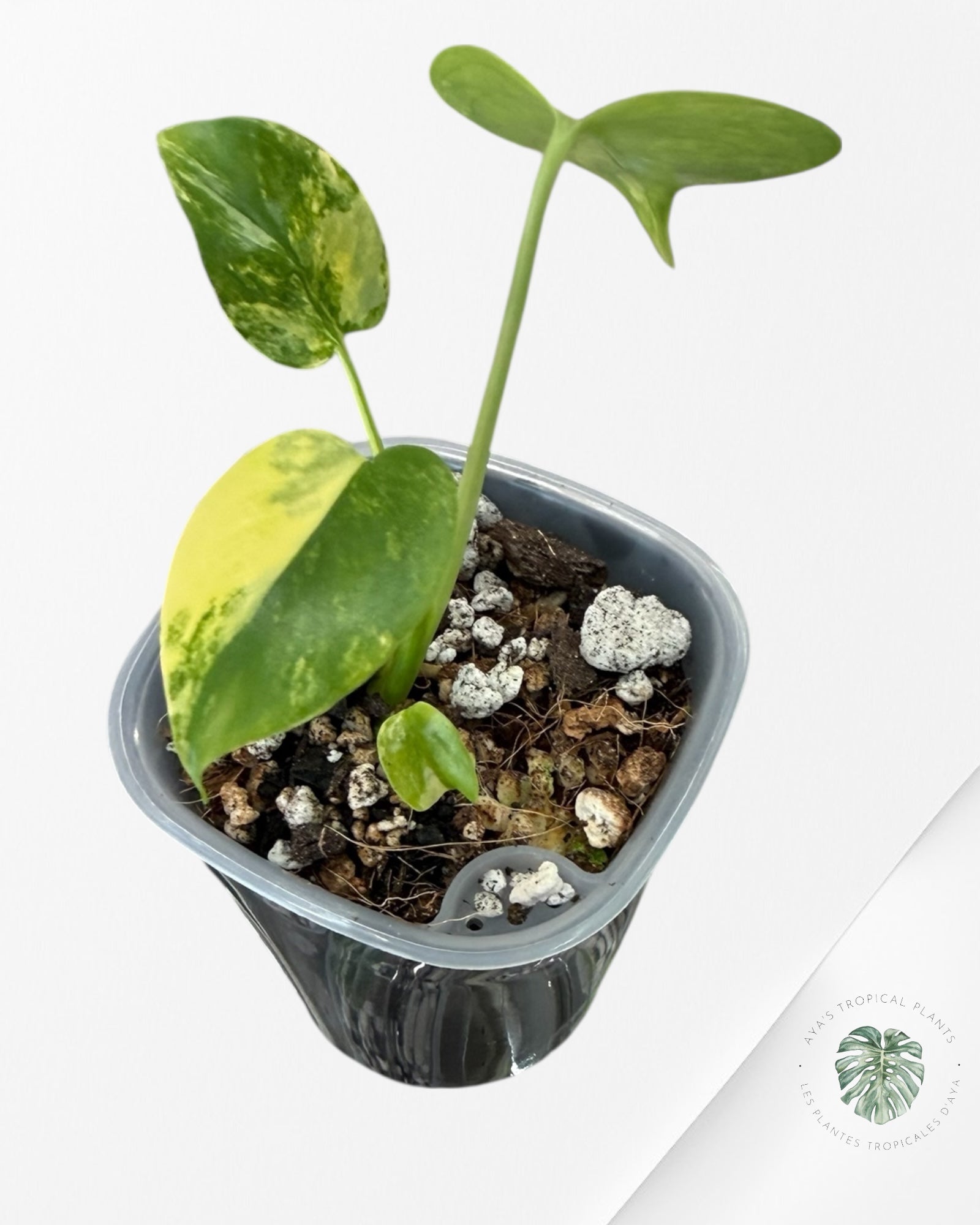 Monstera Deliciosa 'Yellow Marilyn'