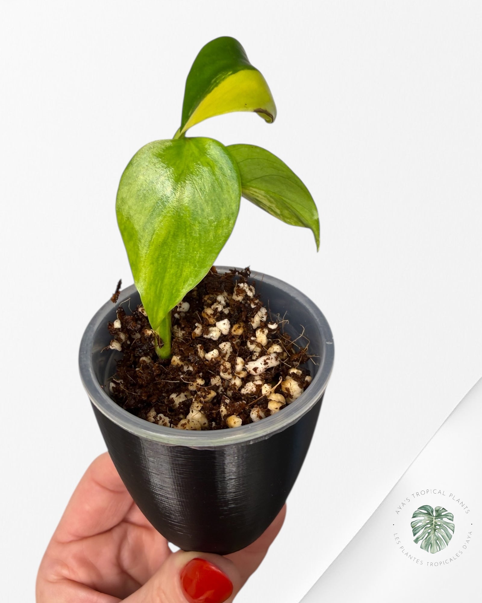 Monstera Deliciosa 'Yellow Marilyn'