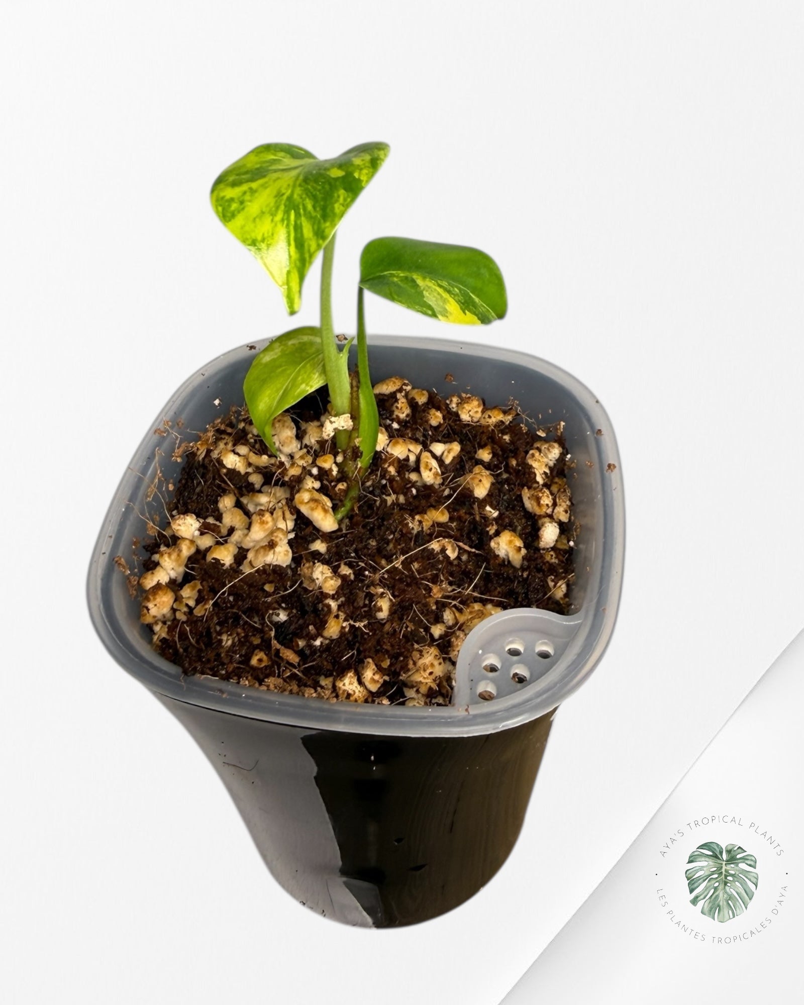 Monstera Deliciosa 'Yellow Marilyn'