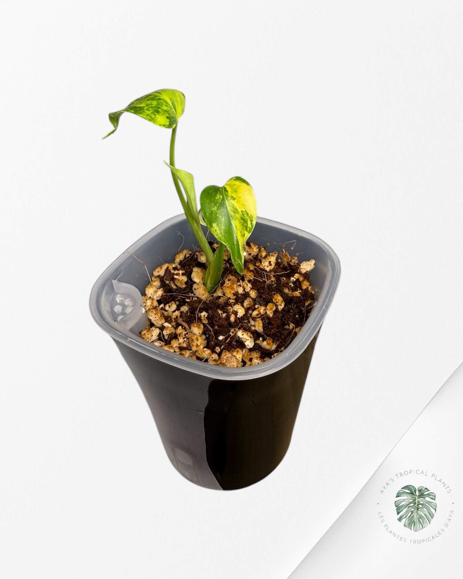 Monstera Deliciosa 'Marilyn jaune'