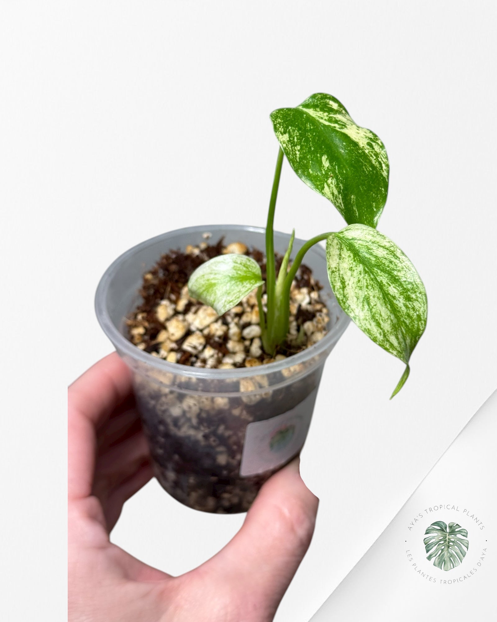 Monstera Mint | Rare TC Plant | Aya's Tropical Plants