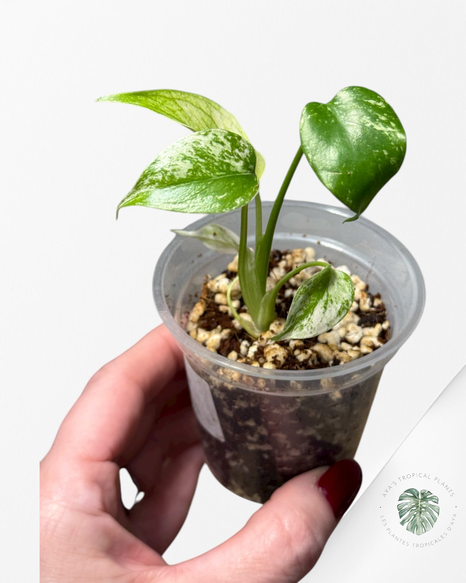 Monstera Mint | Rare TC Plant | Aya's Tropical Plants