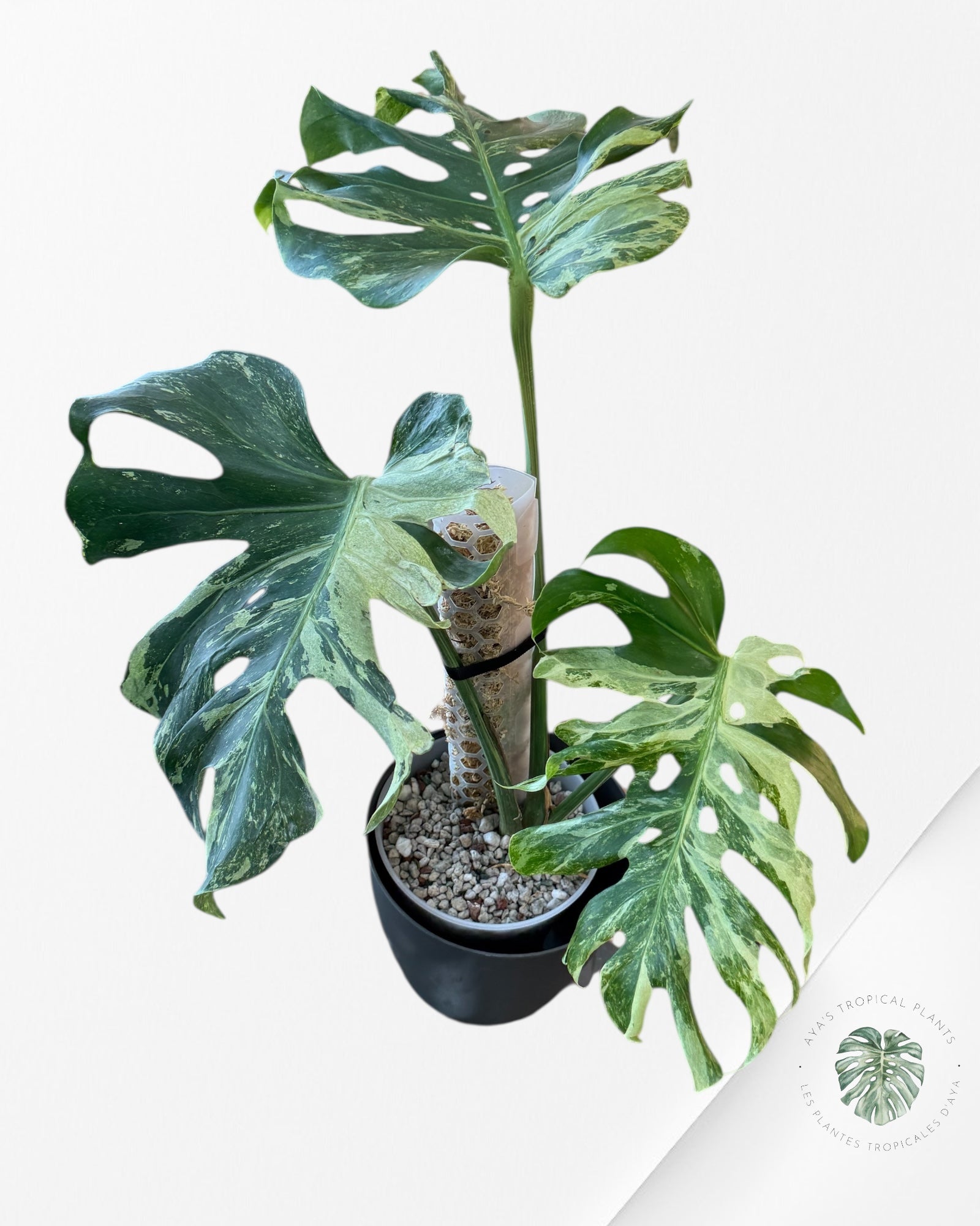 Monstera Ocean Mint | Rare Aroid | Aya's Tropical Plants