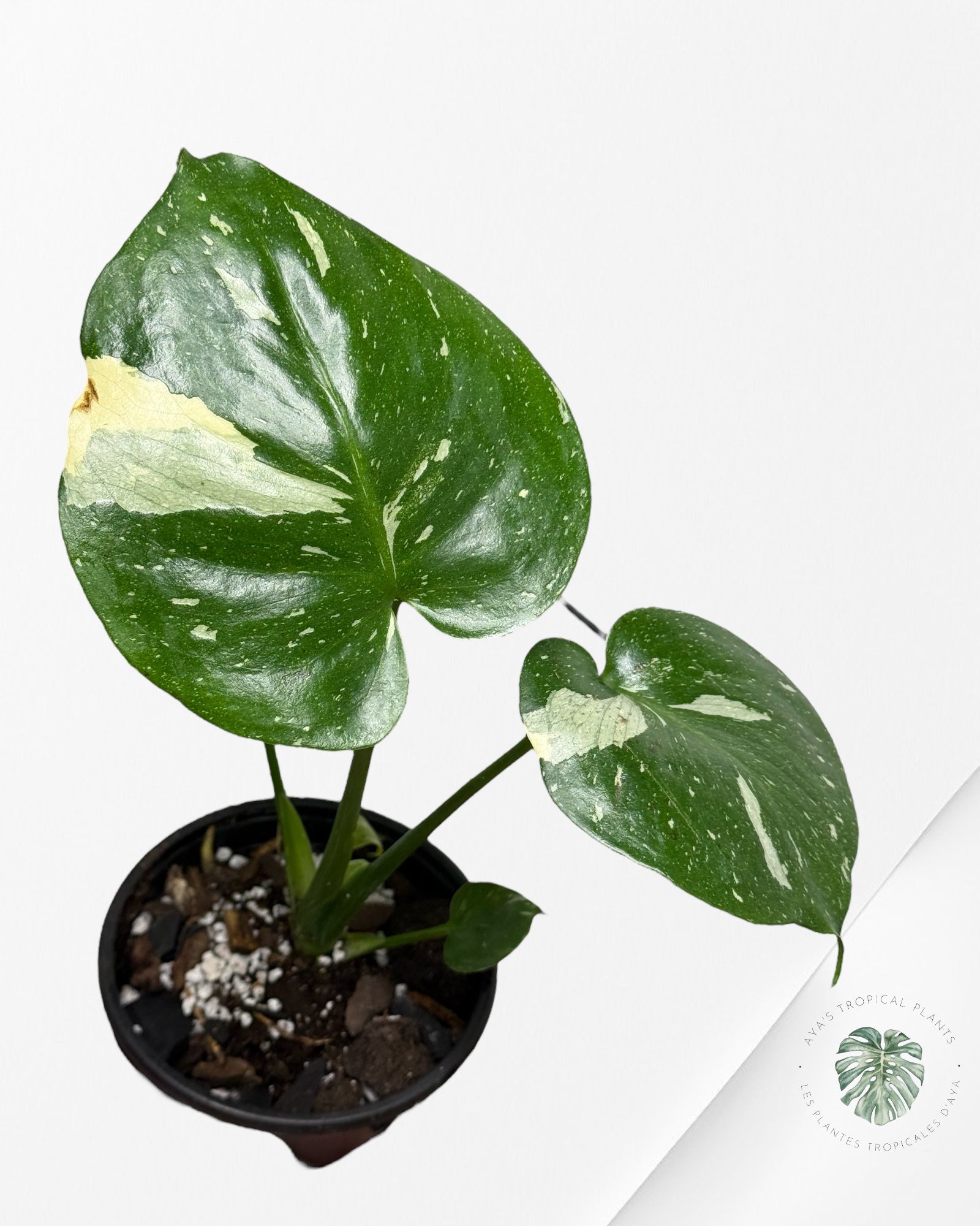 Constellation Monstera Thaï | Aroïde | Les plantes tropicales d'Aya