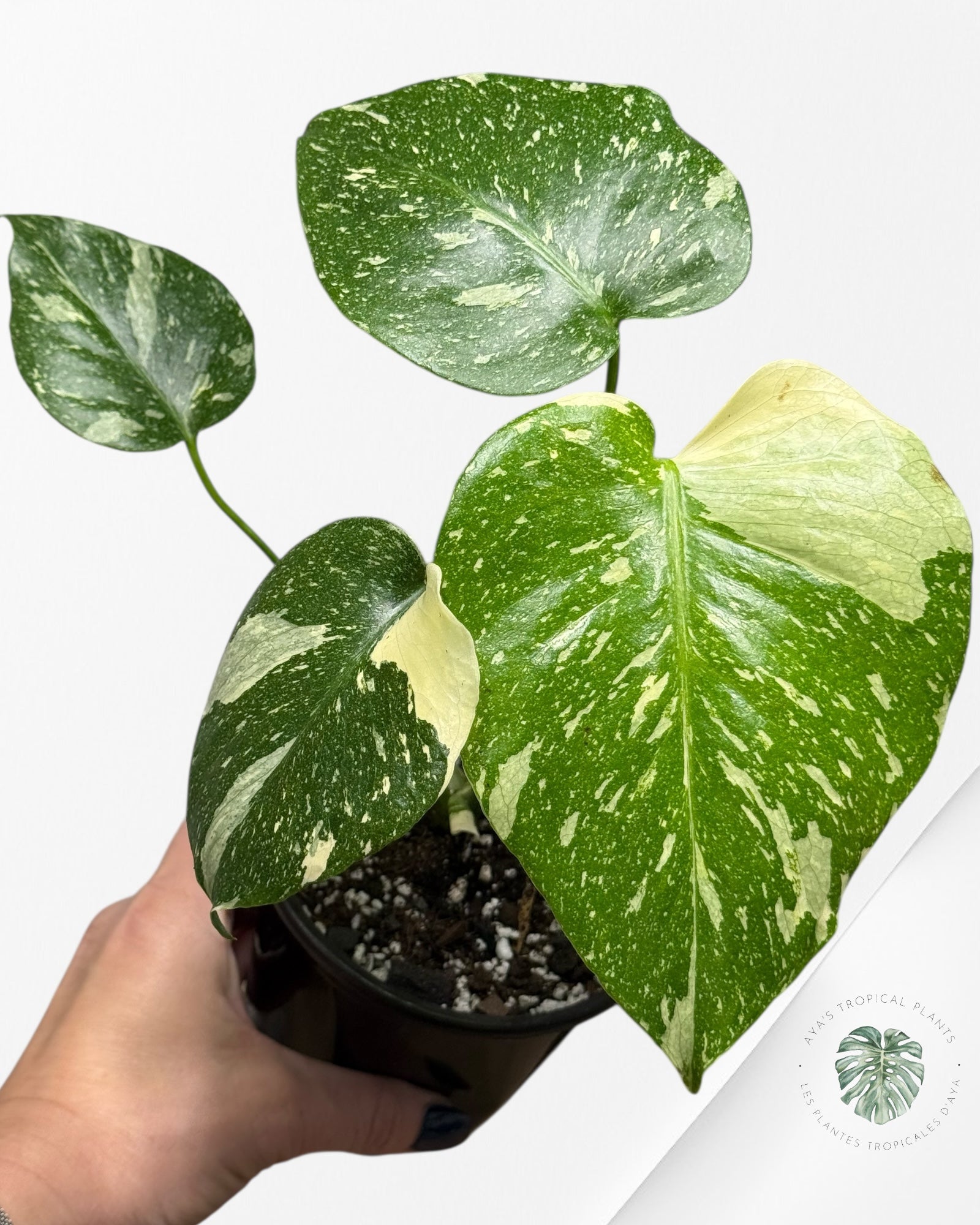 Constellation Monstera Thaï | Aroïde | La plante tropicale d'Aya