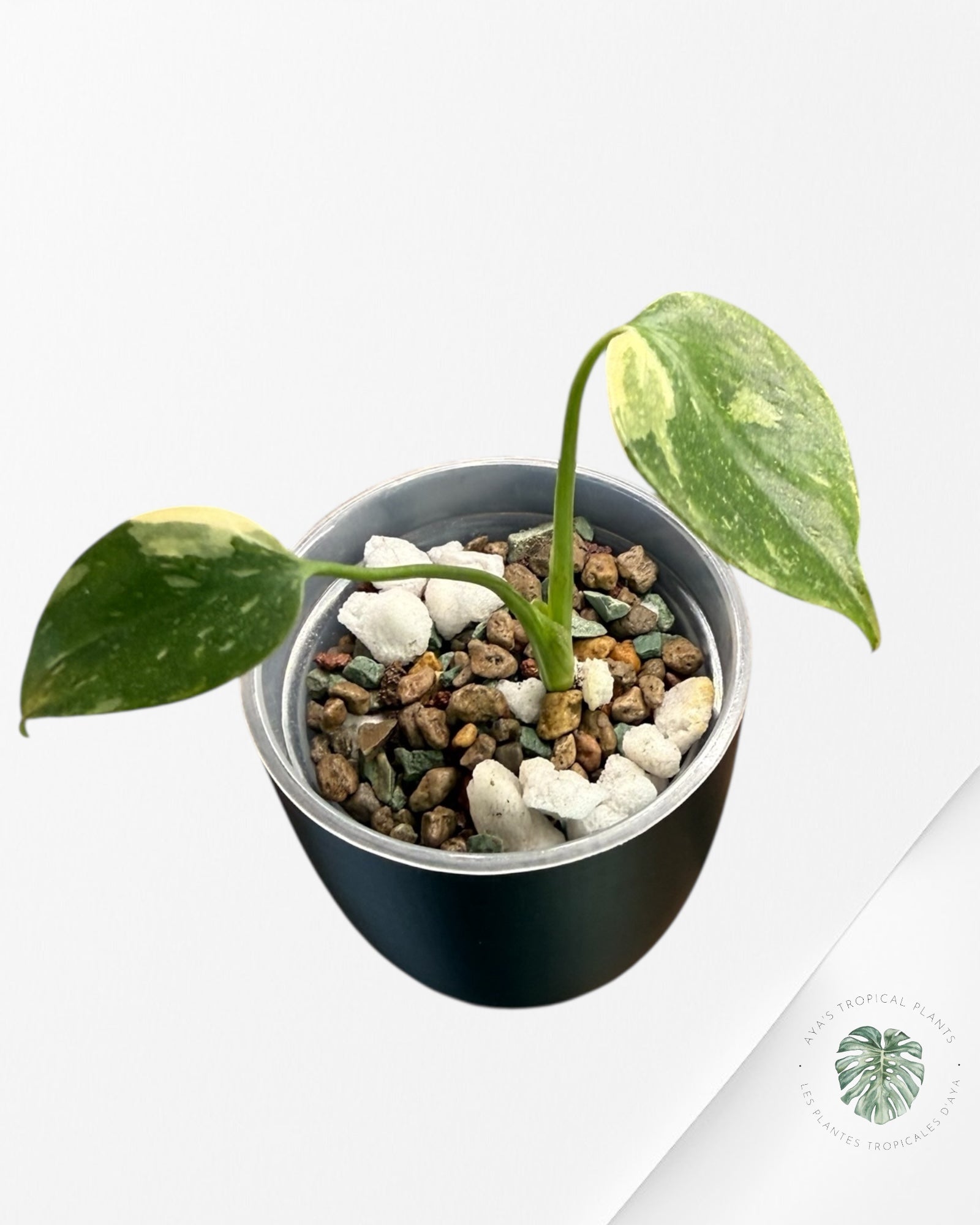 Monstera Thai Constellation Creme Brûlée