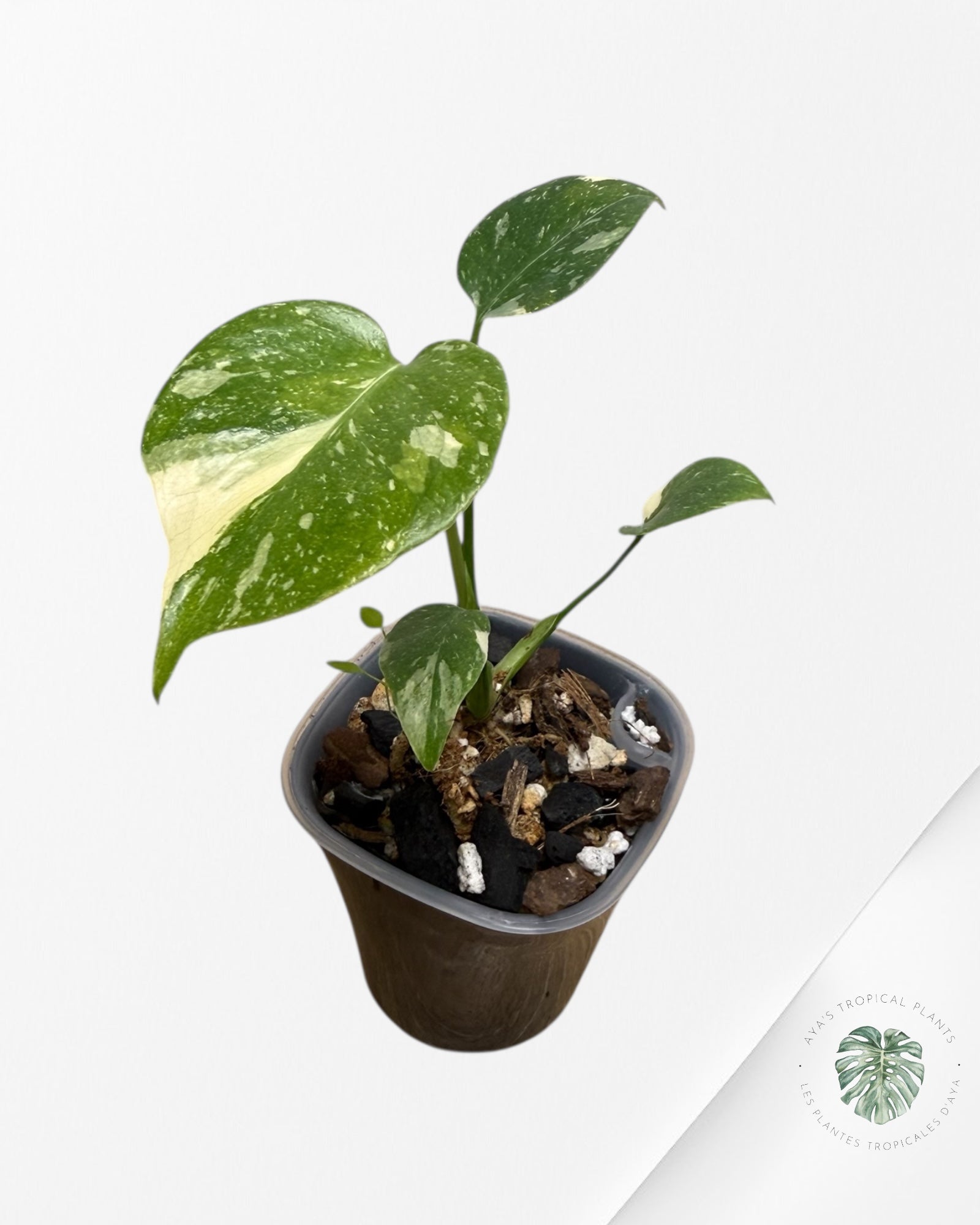 Monstera Thai Constellation Creme Brûlée