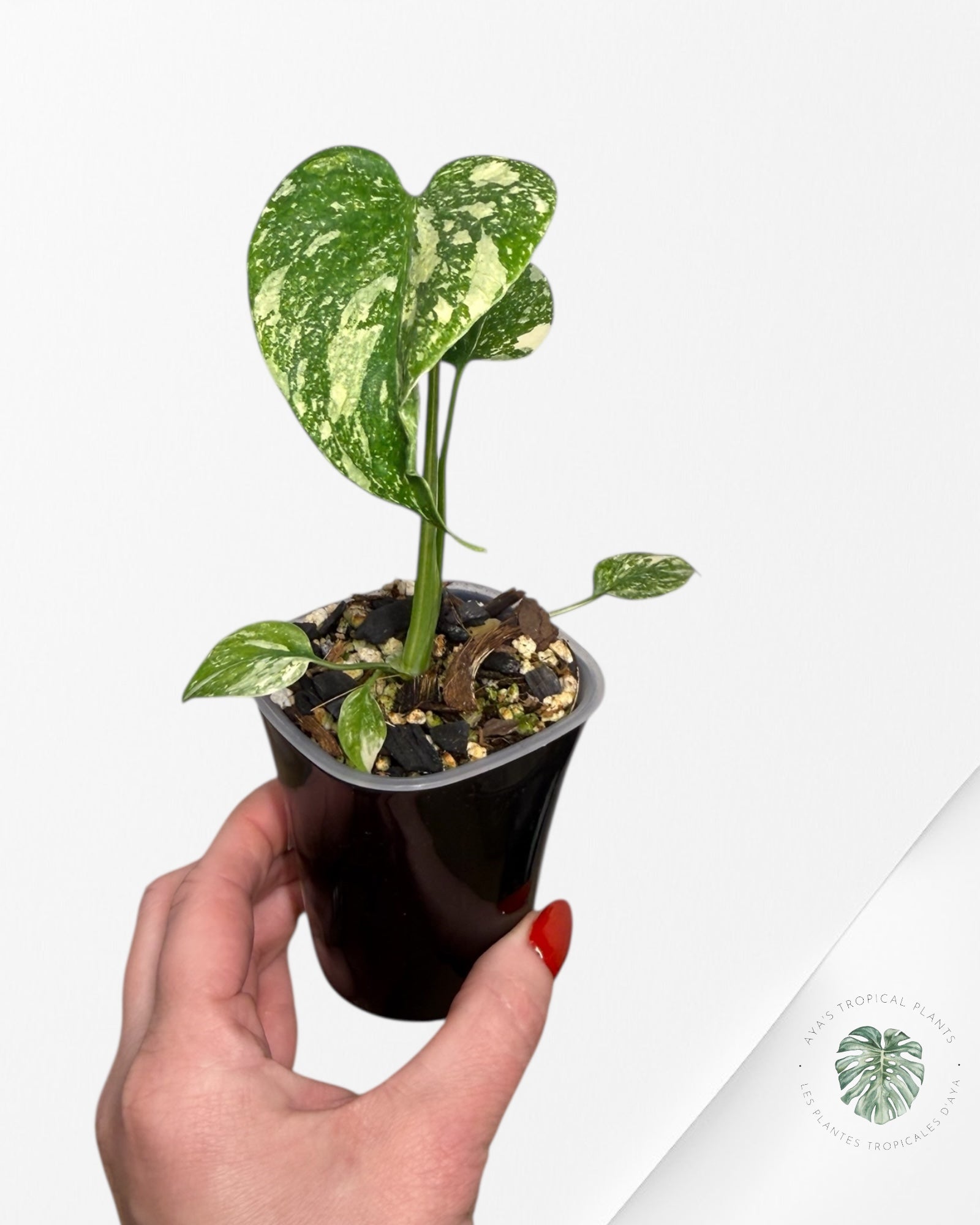 Monstera Thai Constellation Creme Brûlée