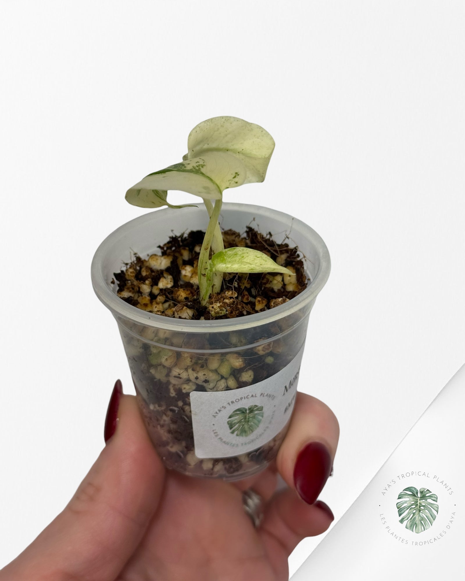 Monstera White Mint |Rare TC Plant | Aya's Tropical Plants