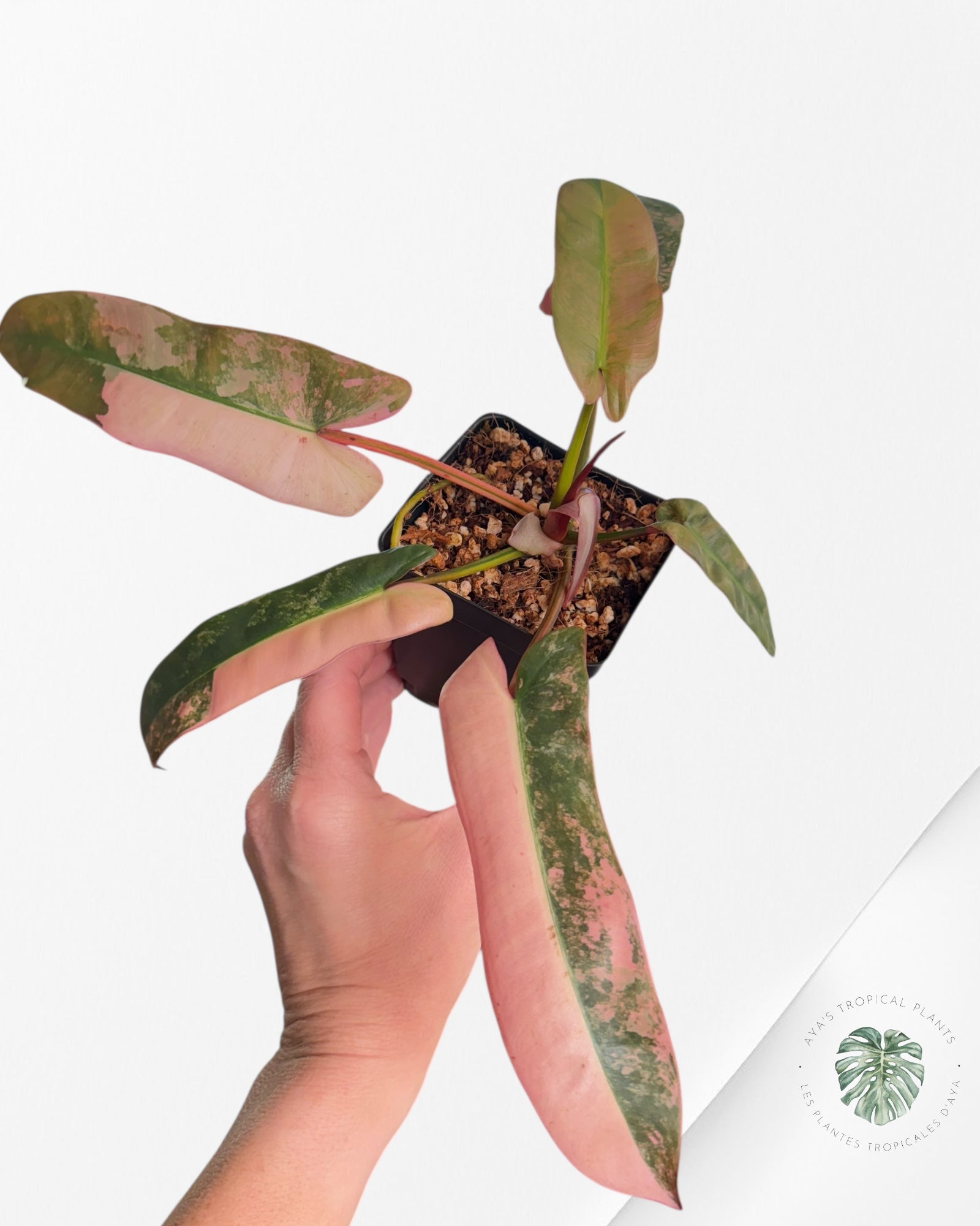 Philodendron Atabapoense Pink Variegated | Rare Aroid| Aya's Tropical Plants