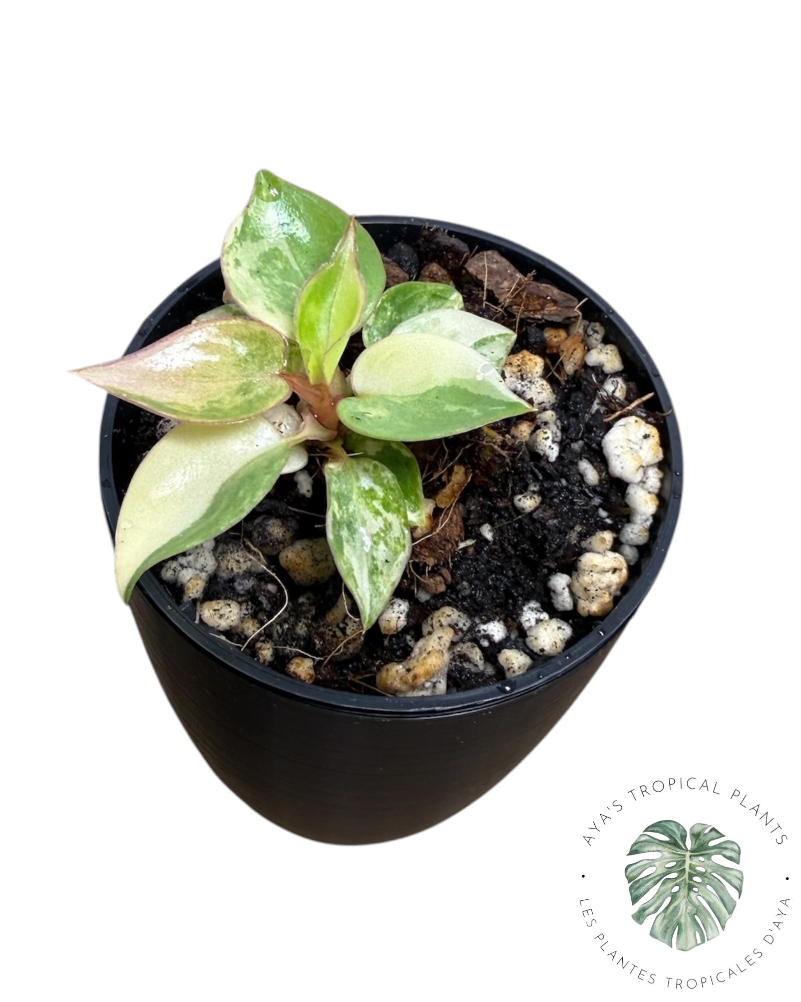 Philodendron Billietiae panaché