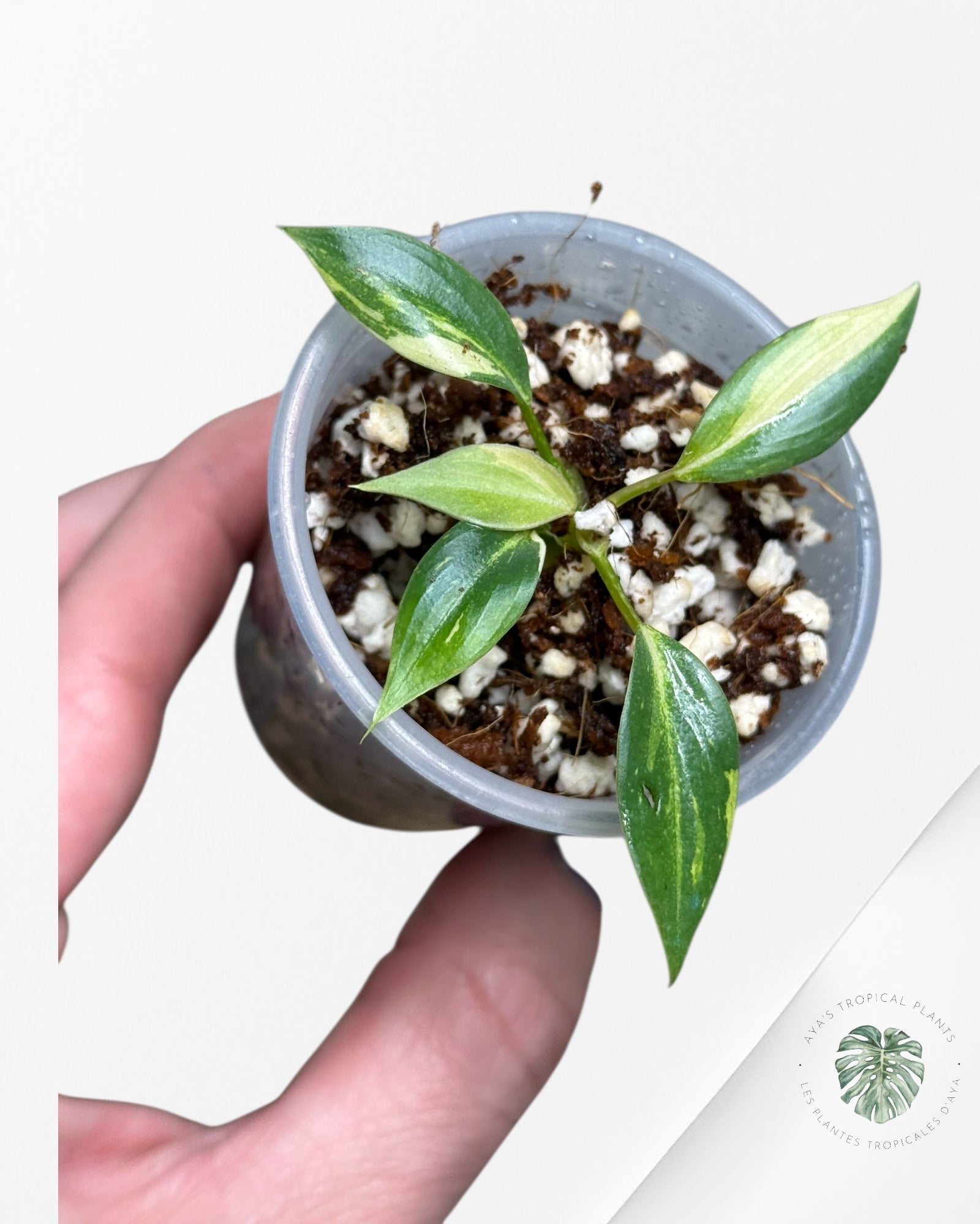 Philodendron Gloriosum Variegated| Rare Tc Plant| Aya’s Tropical Plants