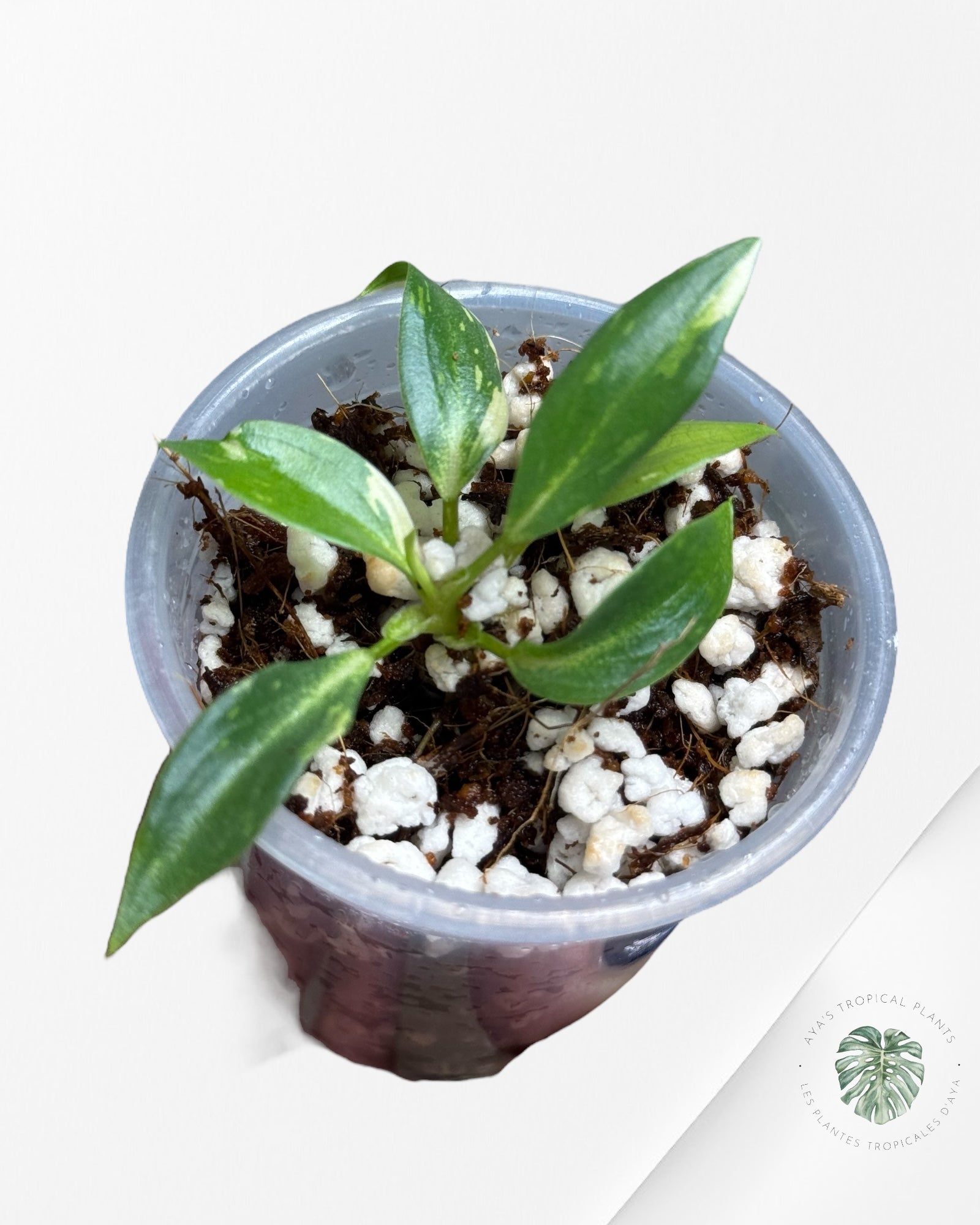 Philodendron Gloriosum Variegated| Rare Tc Plant| Aya’s Tropical Plants