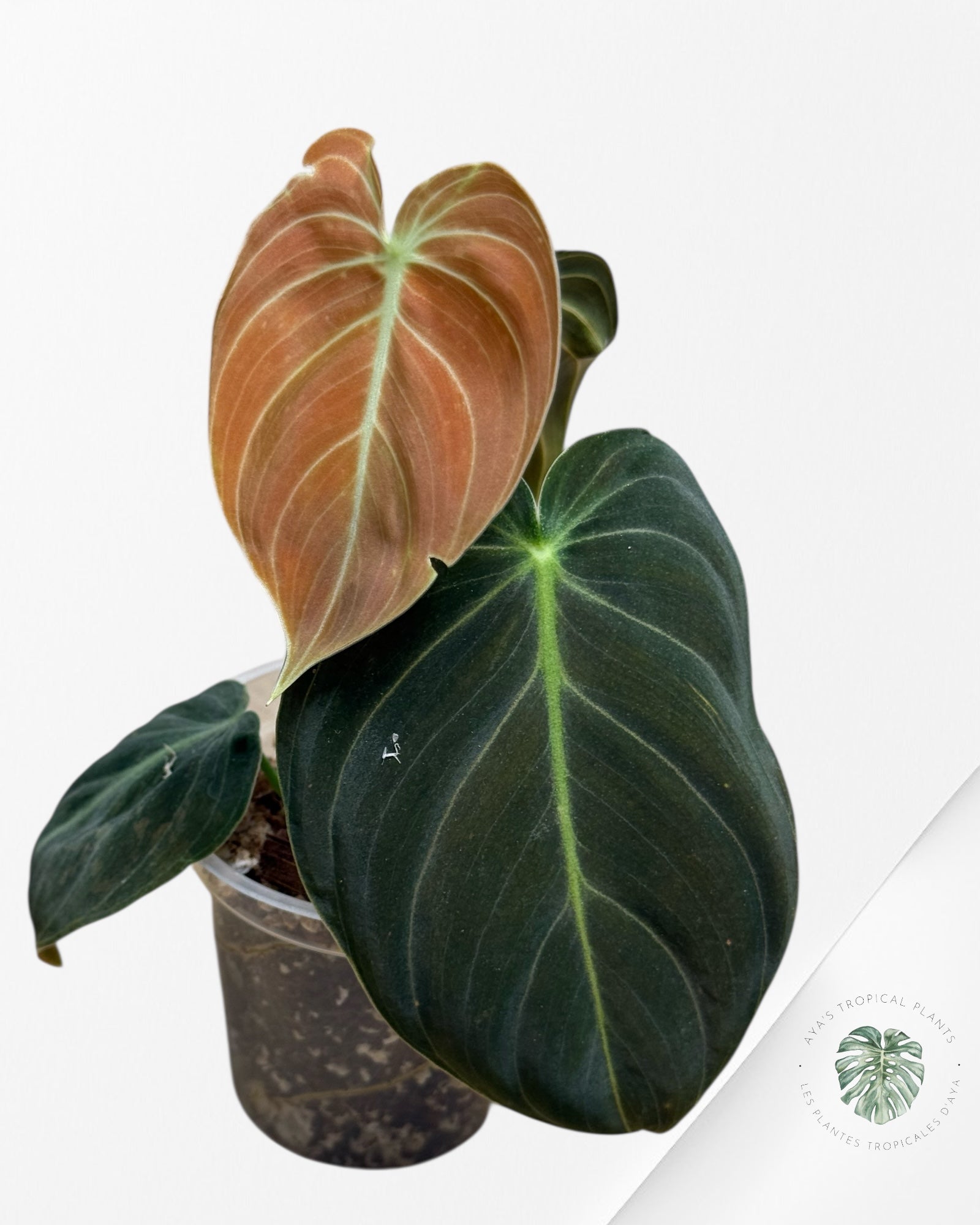 Philodendron Melanochrysum Orange (Bonfire) | Rare Aroid Plant| Aya's Tropical Plants