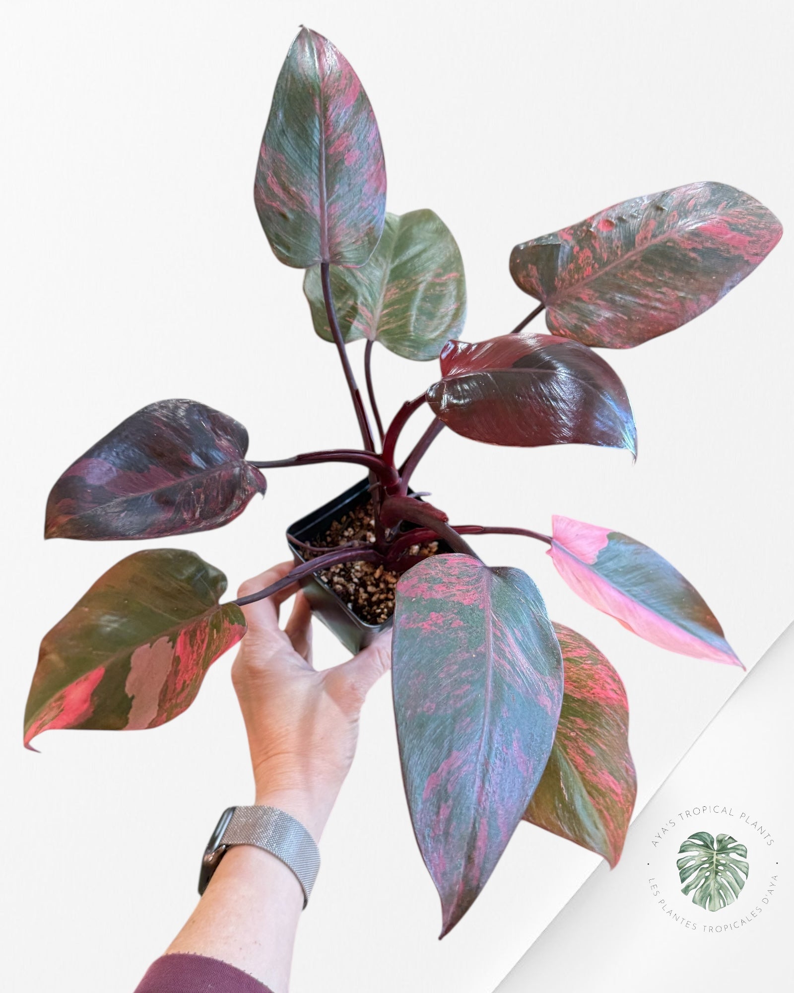 Philodendron Pink Princess Tricolor
