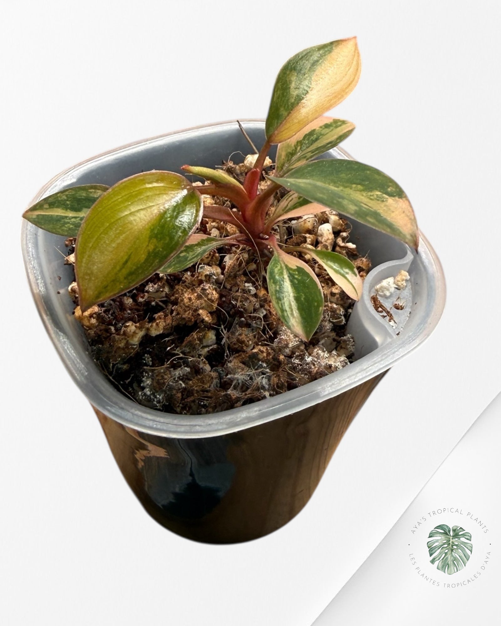 Philodendron Red Congo Variegated