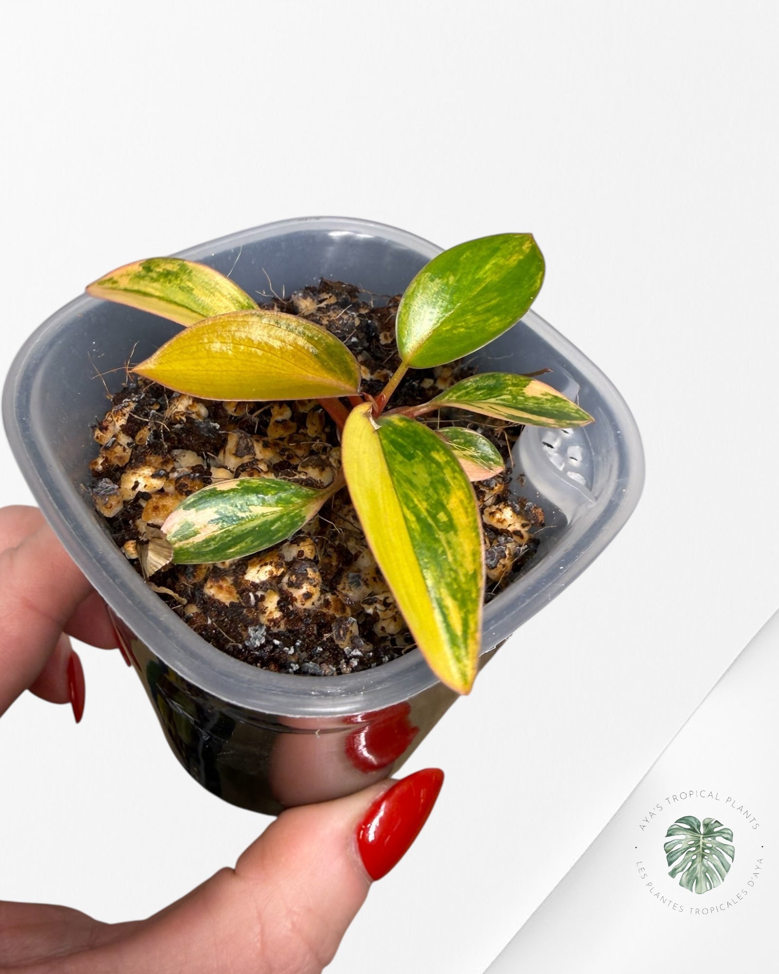 Philodendron Red Congo Variegated