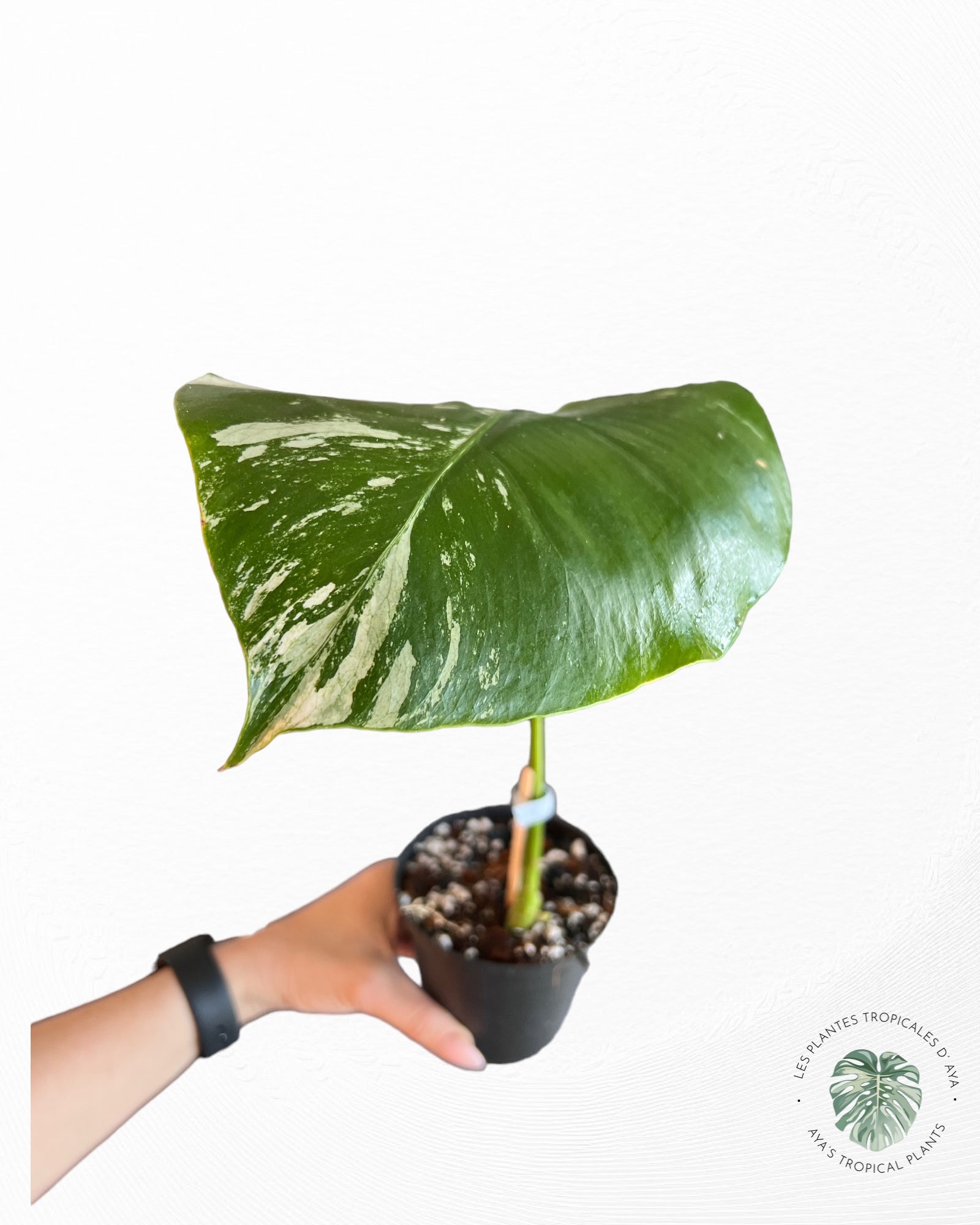 Monstera Deliciosa Mint -A