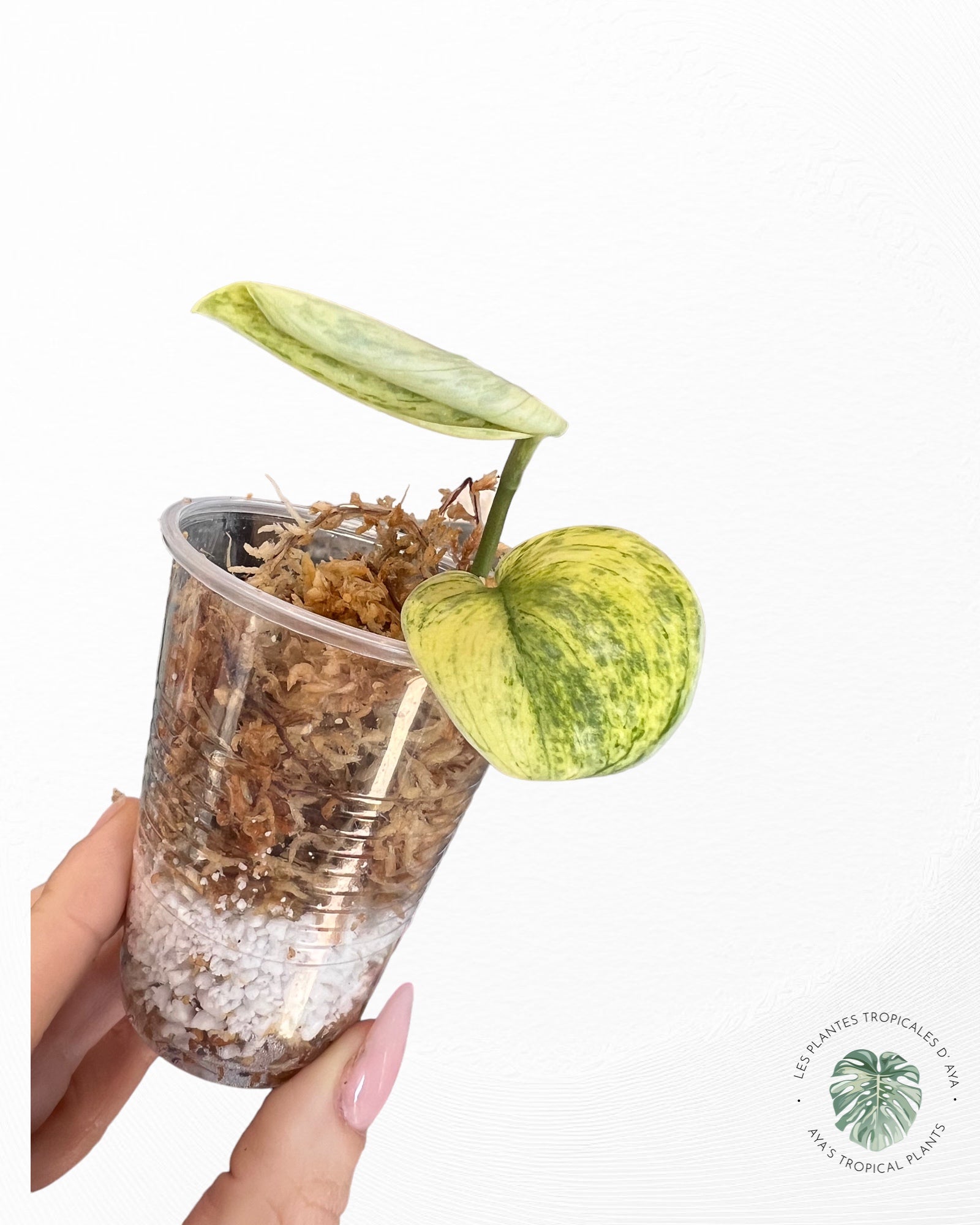 SCINDAPSUS ‘HOLOGRAM’-4