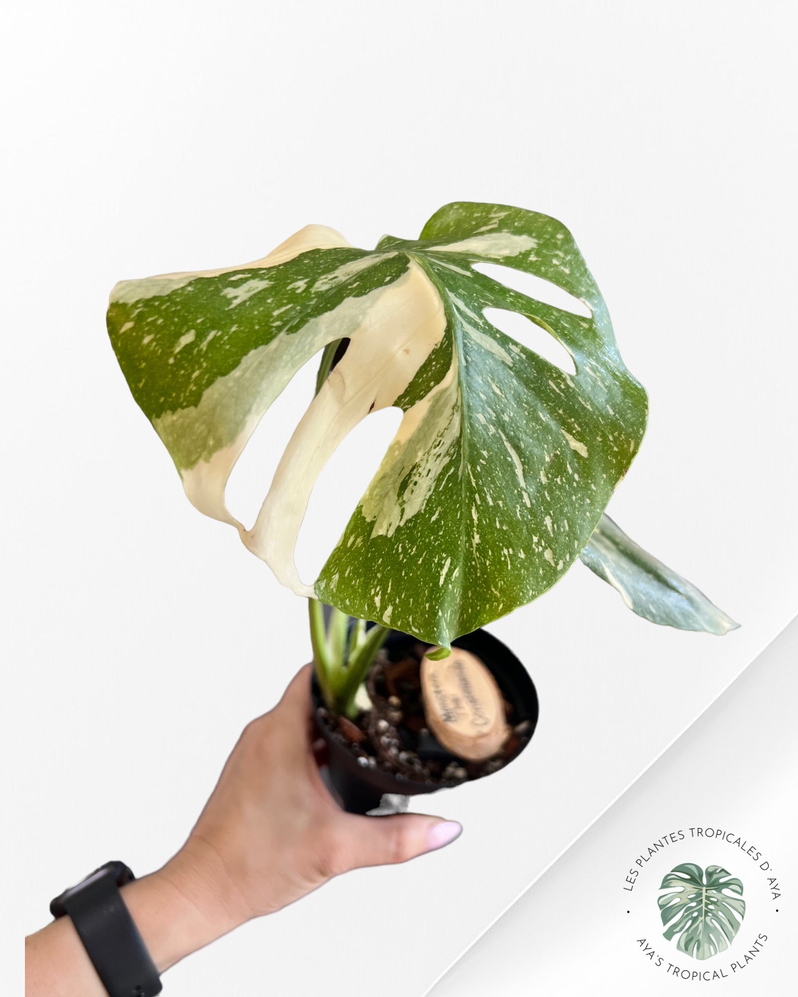 Monstera Thai Constellation-B