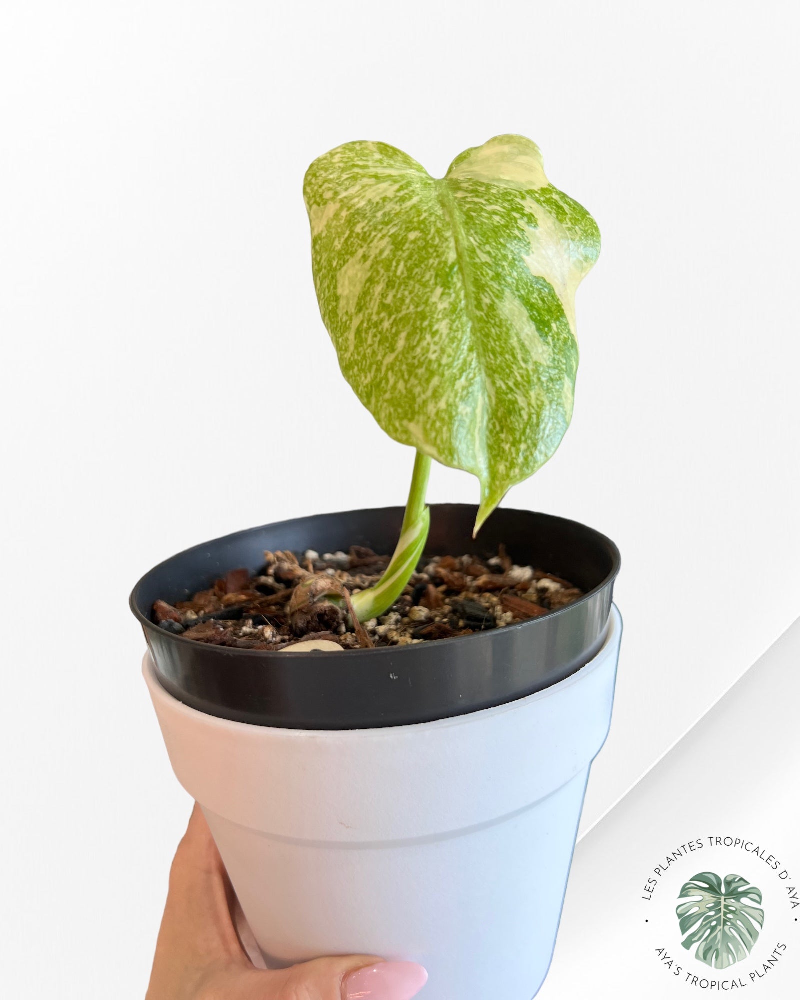 Monstera Thai Constellation Creme Brûlée